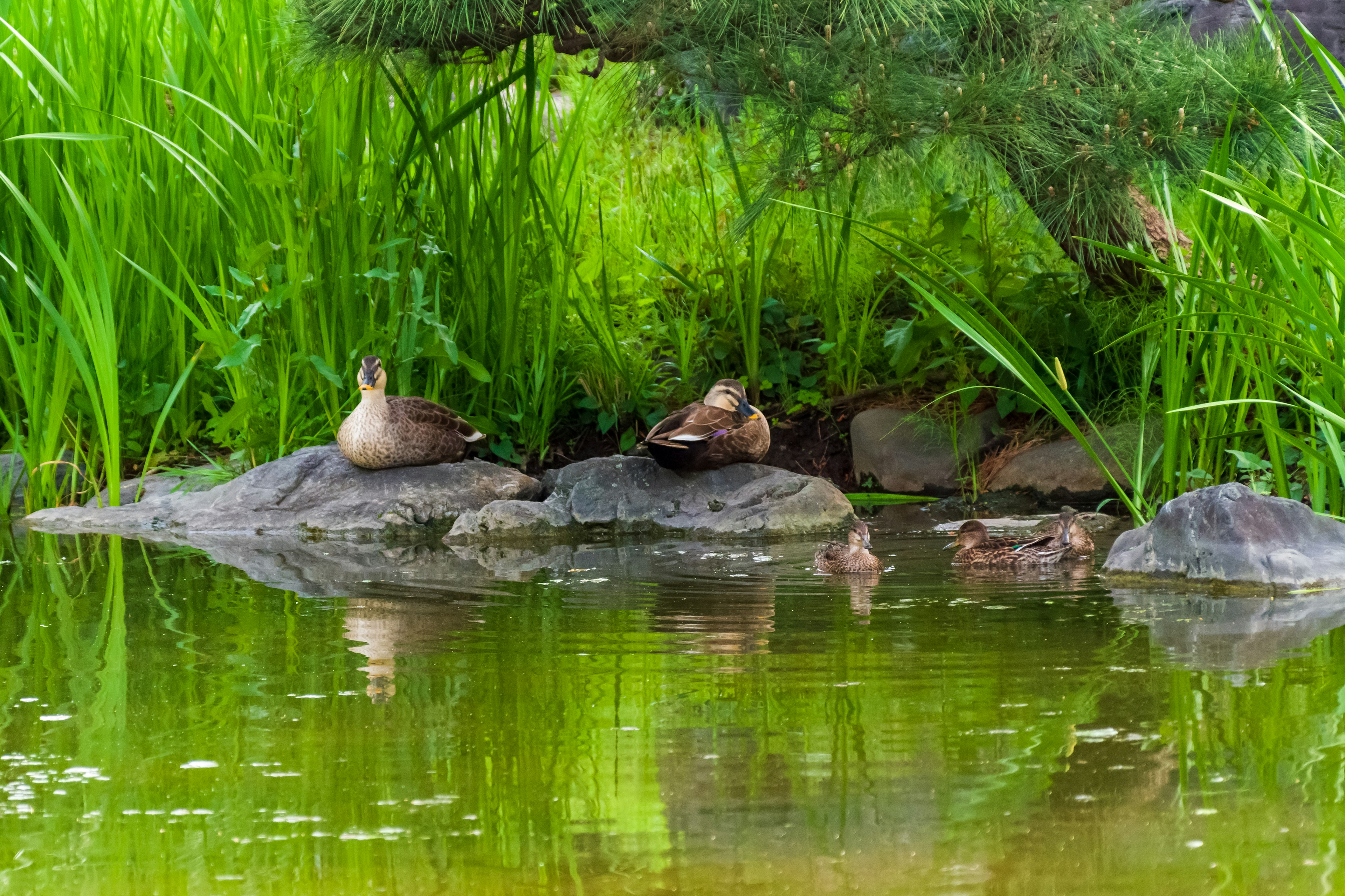 Zwei Enten ruhen am Rand eines Teiches, umgeben von grünem Gras