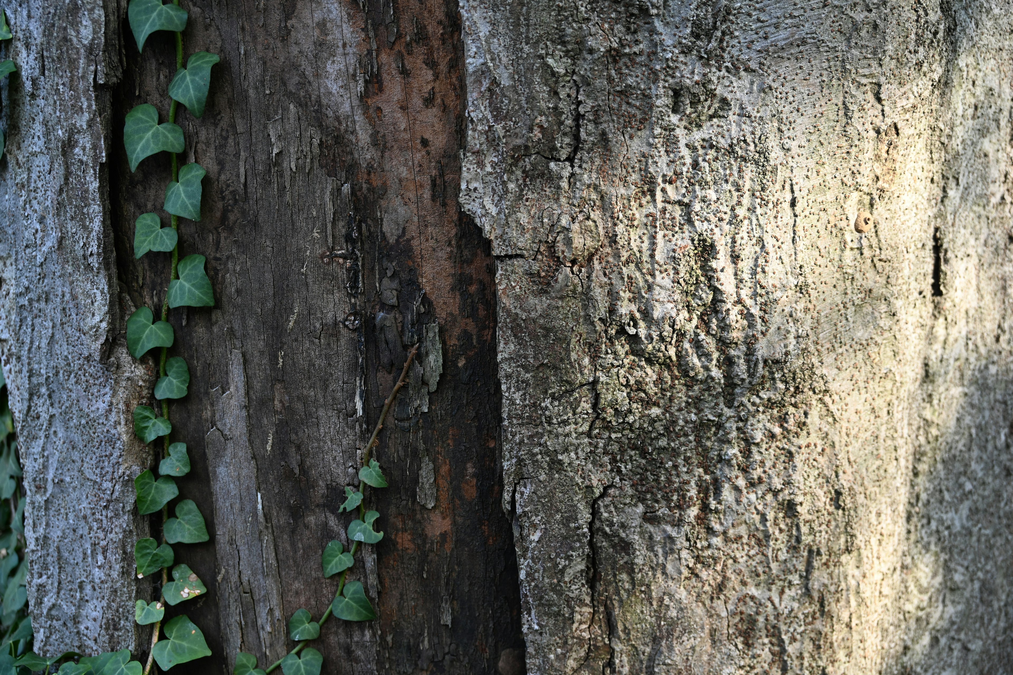 Gambar close-up batang pohon dengan daun ivy