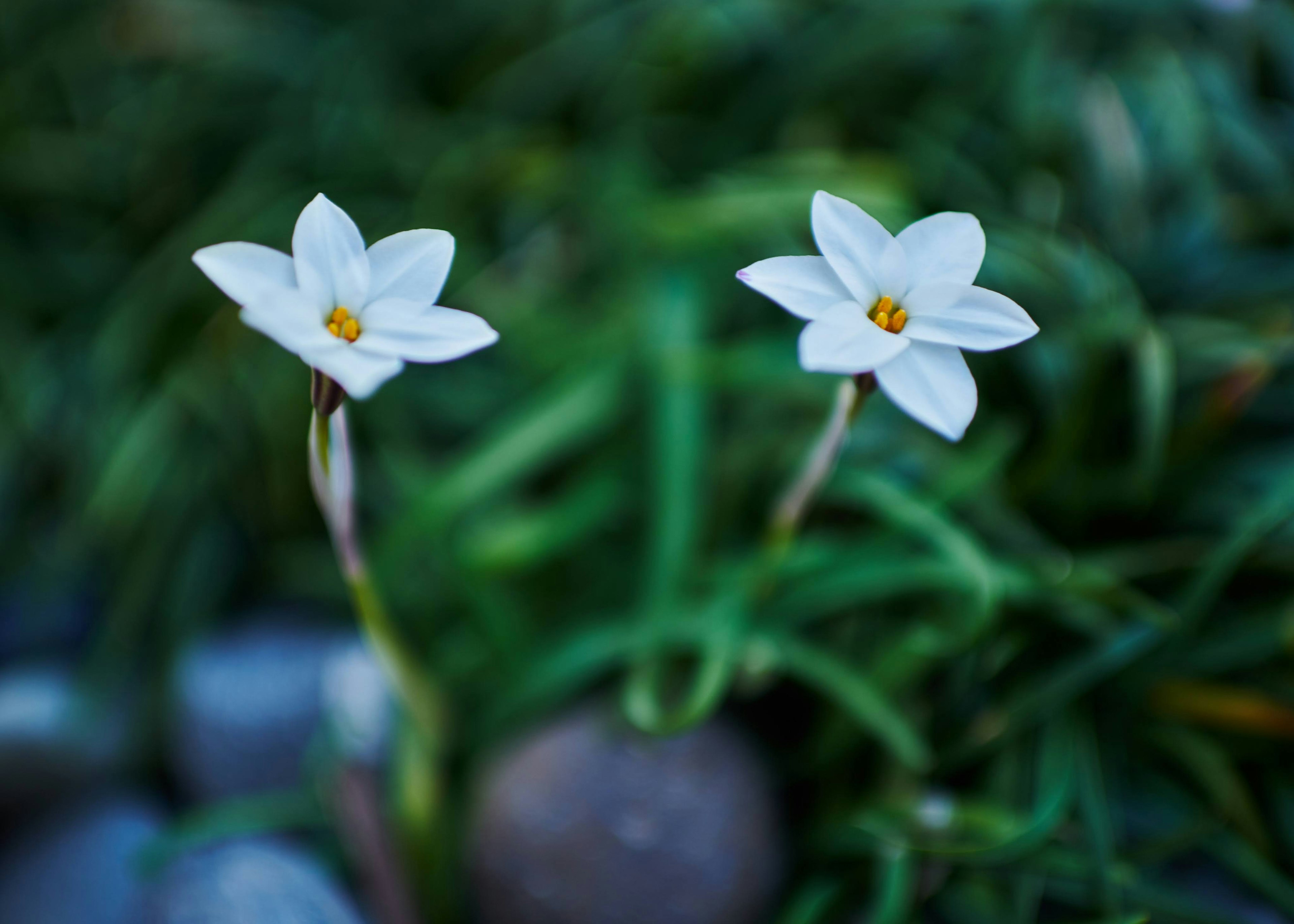 Dos flores blancas con centros amarillos sobre un fondo verde