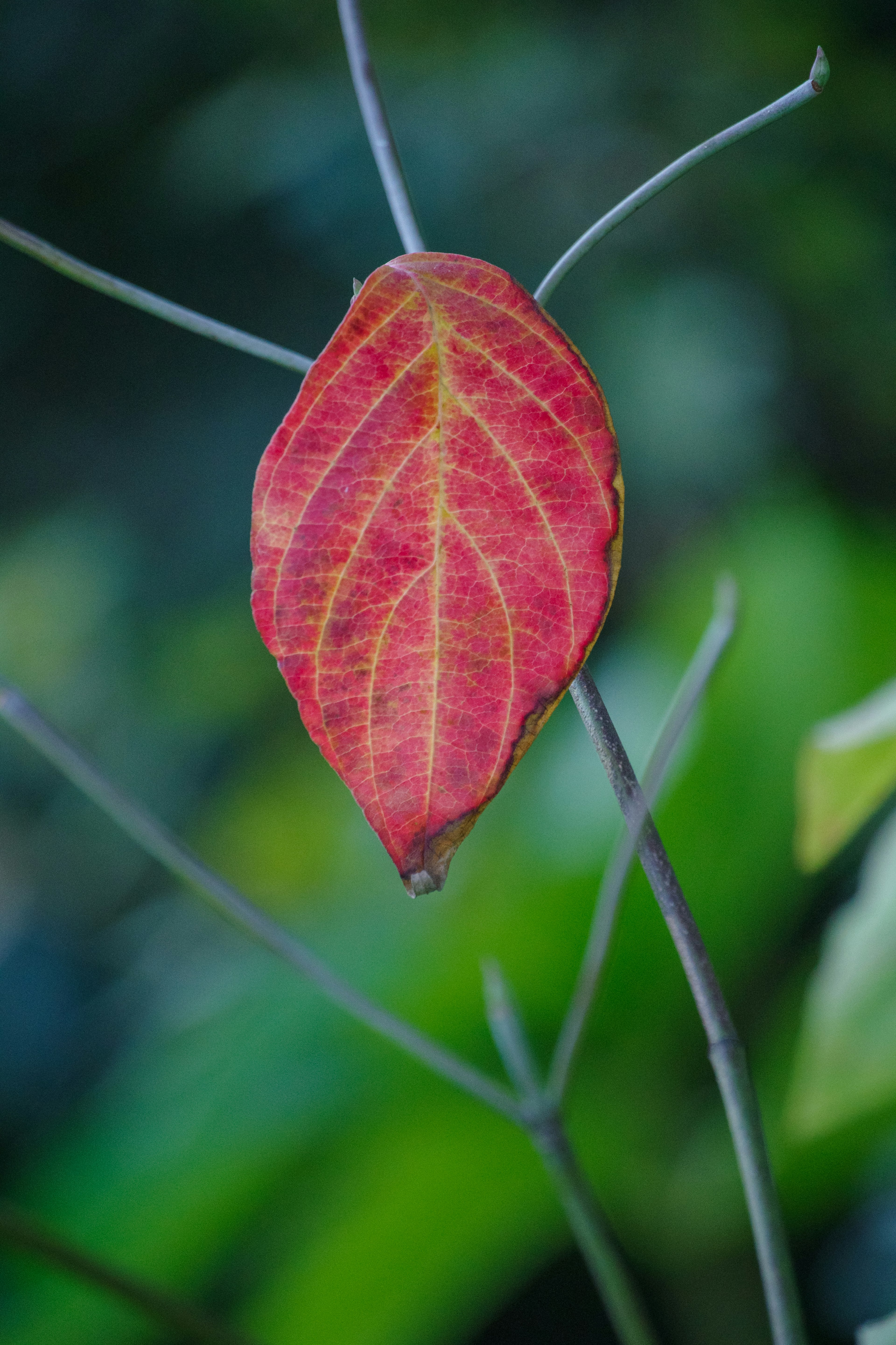 ใบแดงสดแขวนอยู่บนกิ่งไม้บางๆ พร้อมพื้นหลังสีเขียวเบลอ