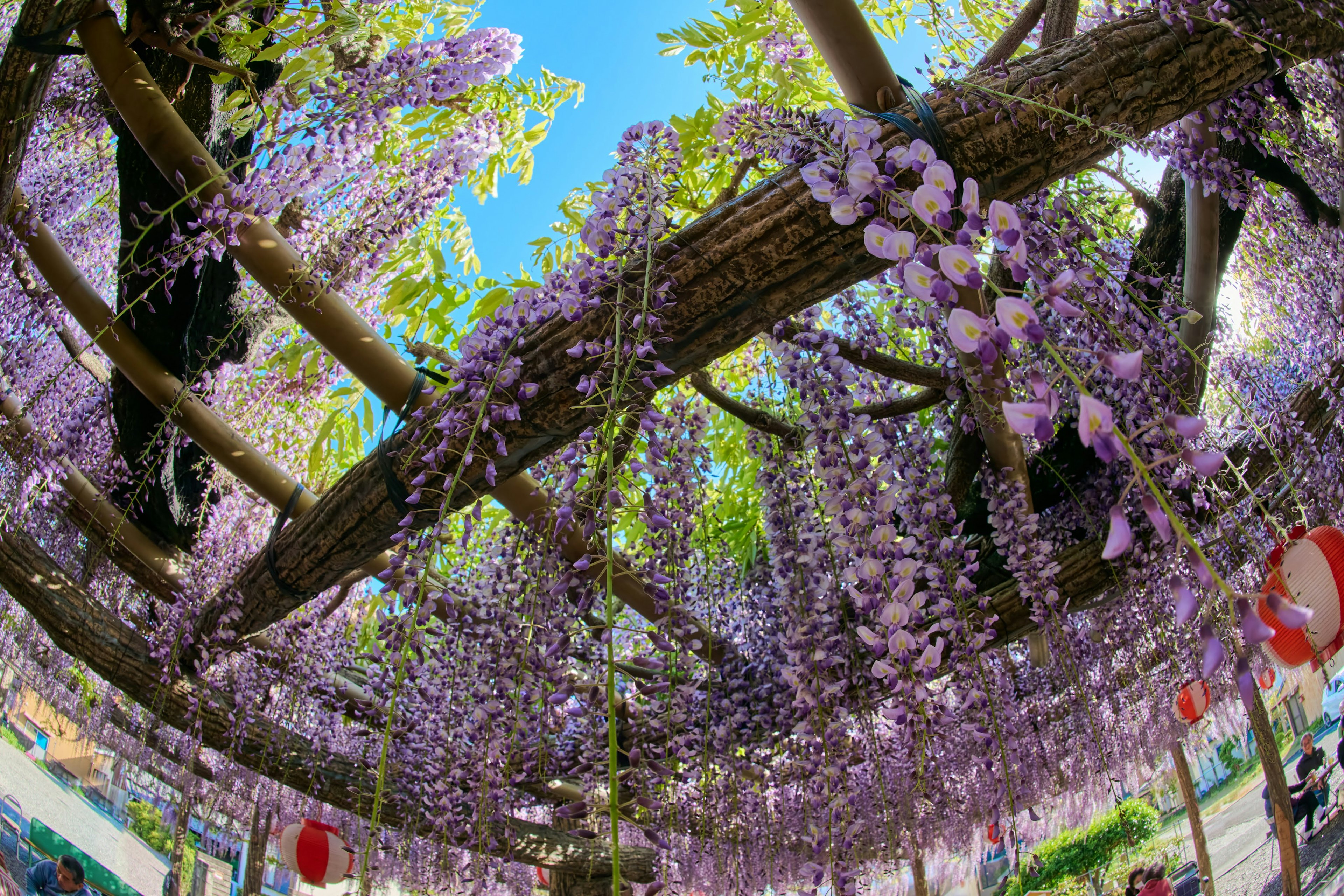 View from below a wooden structure adorned with cascading purple wisteria flowers