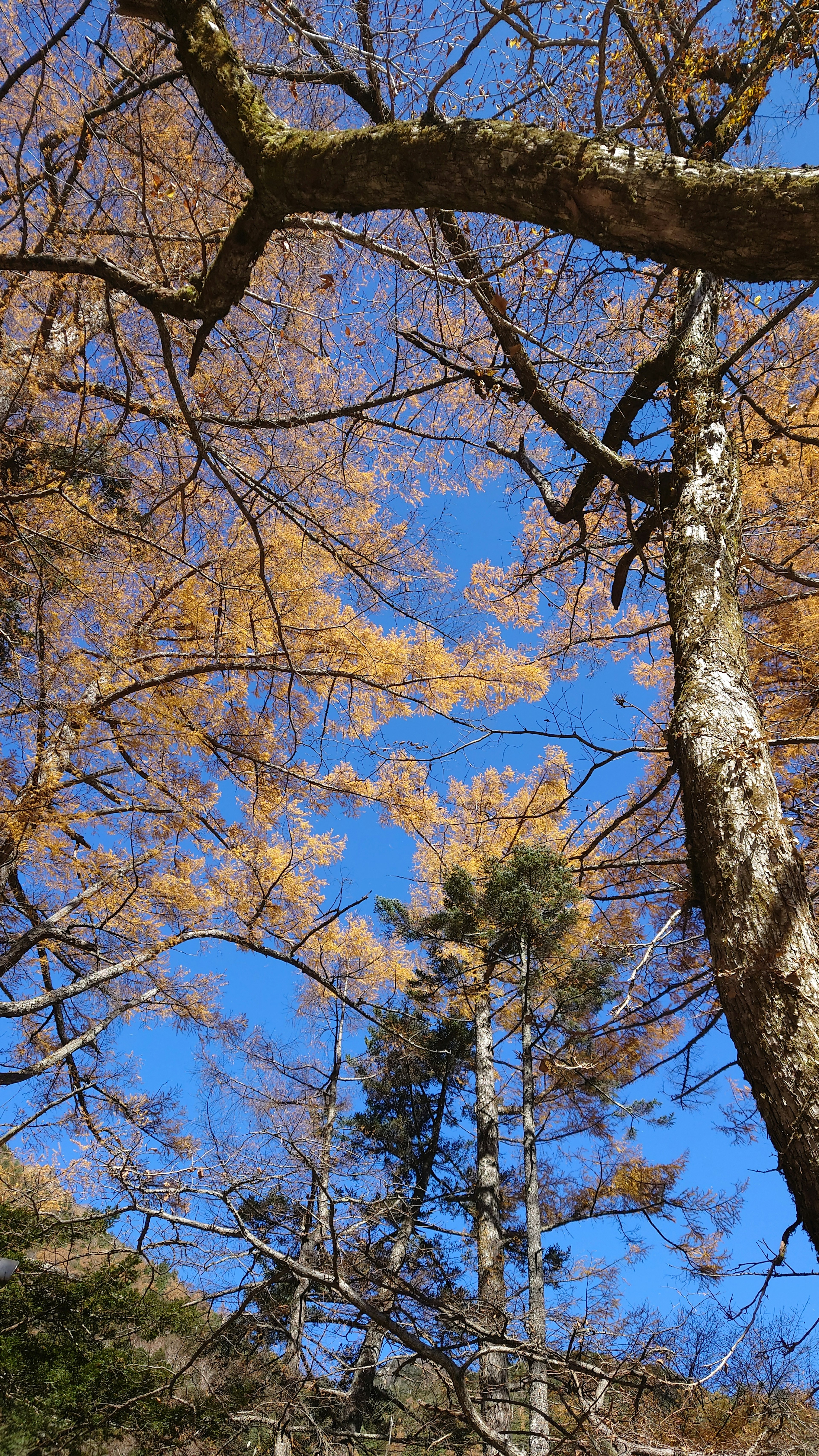 Bäume mit herbstlichen Blättern vor blauem Himmel