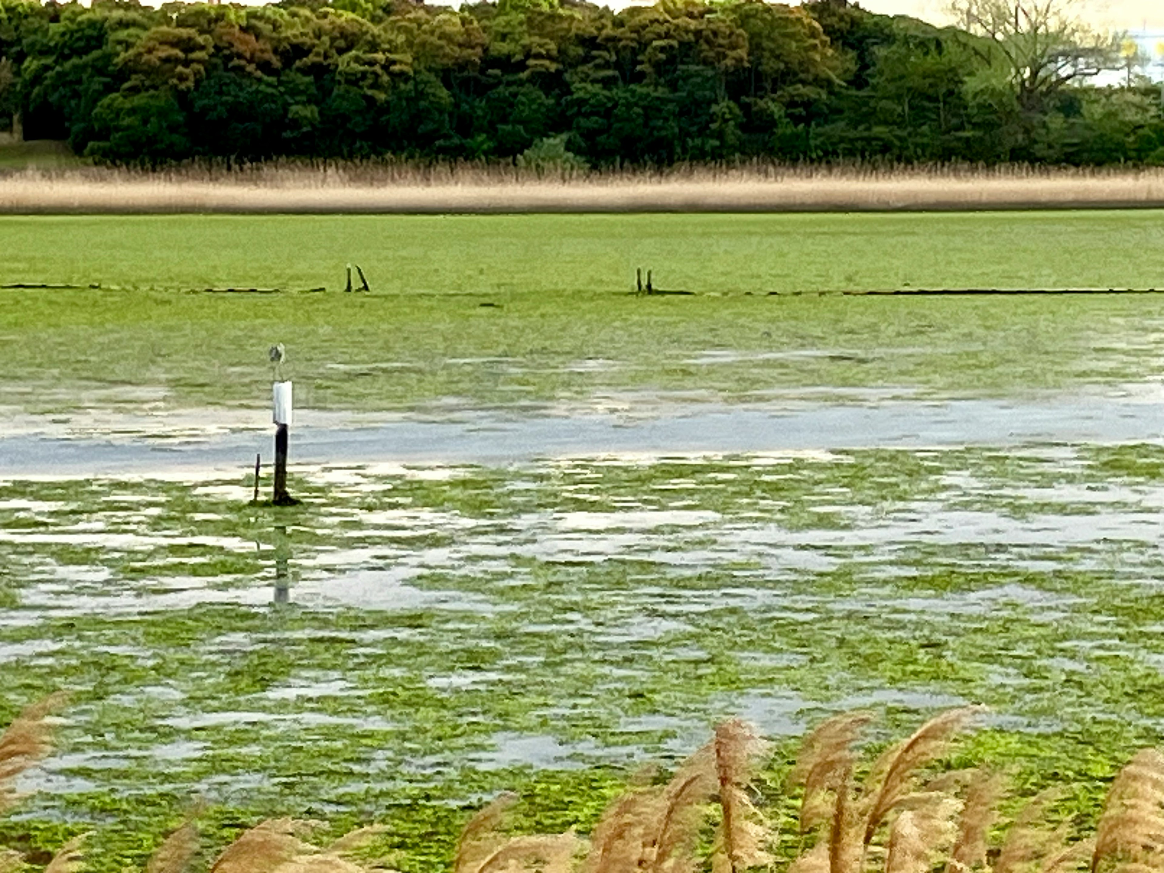 緑の藻で覆われた池の風景と水草の一部