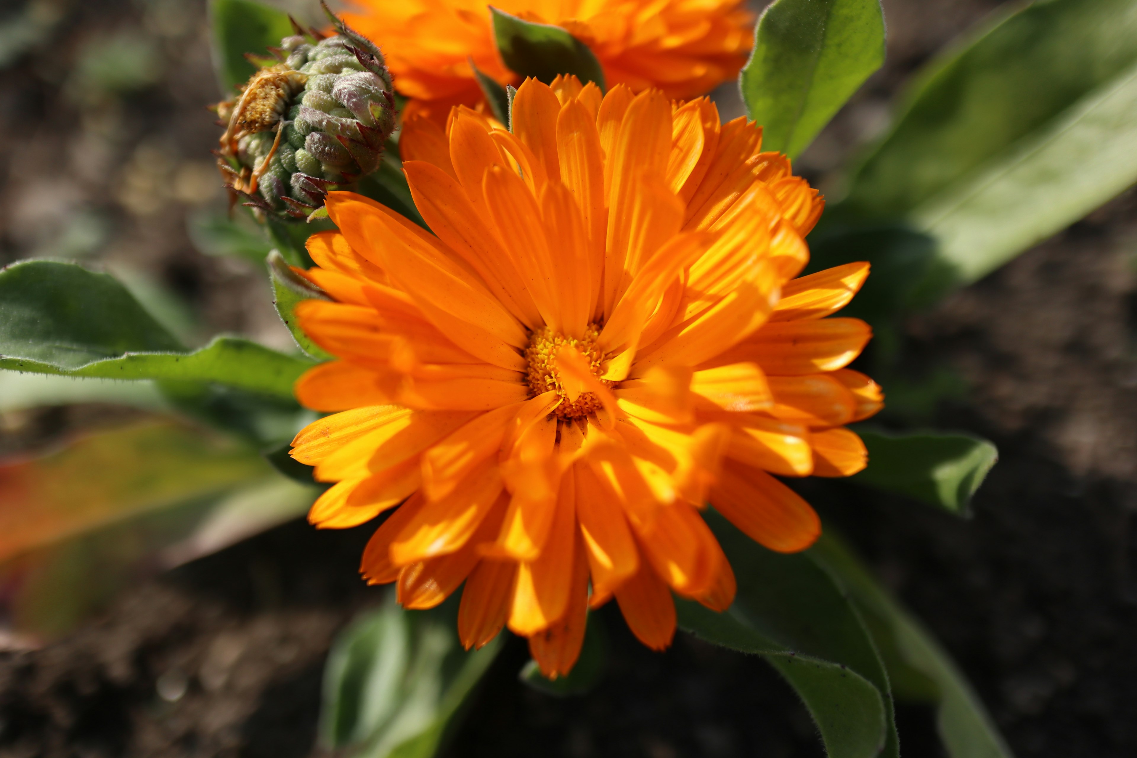 lebendige orange Blume umgeben von grünen Blättern