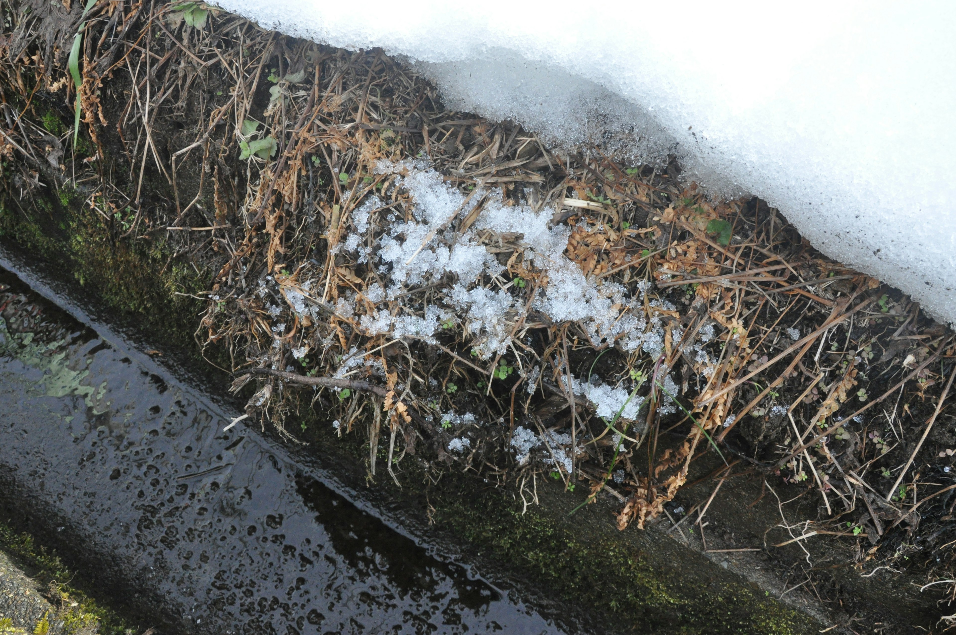 Dried grass and melting snow along a water channel