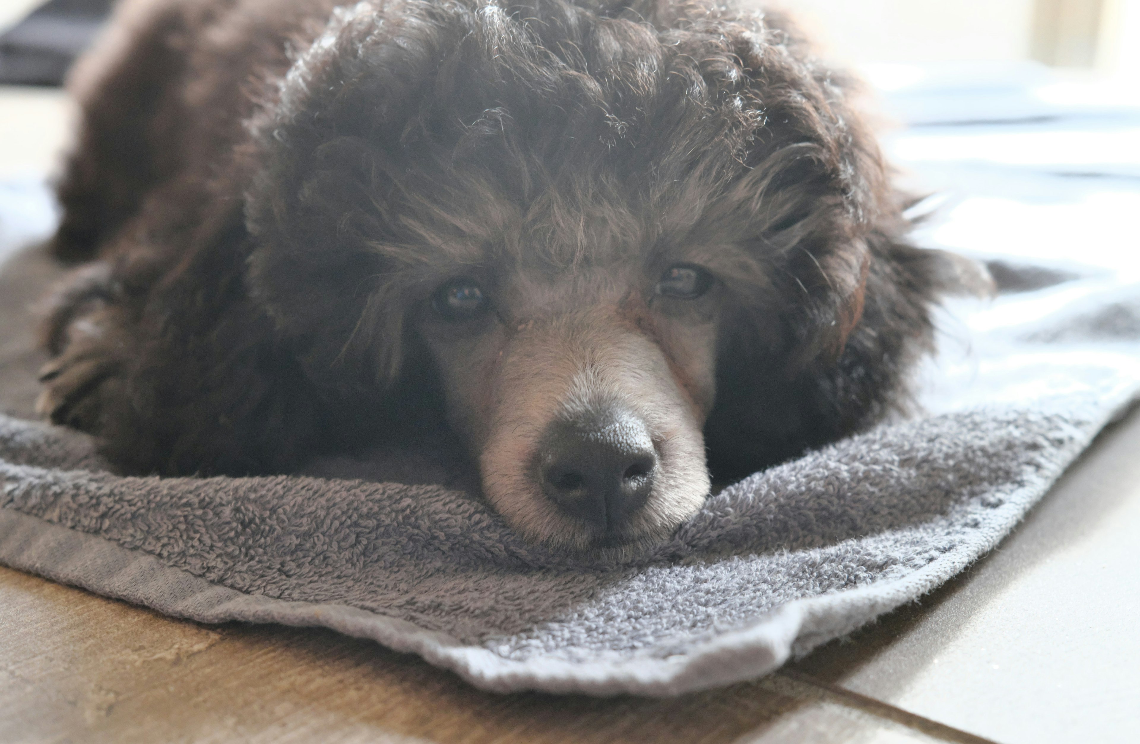 Chien aux cheveux bruns allongé sur une serviette