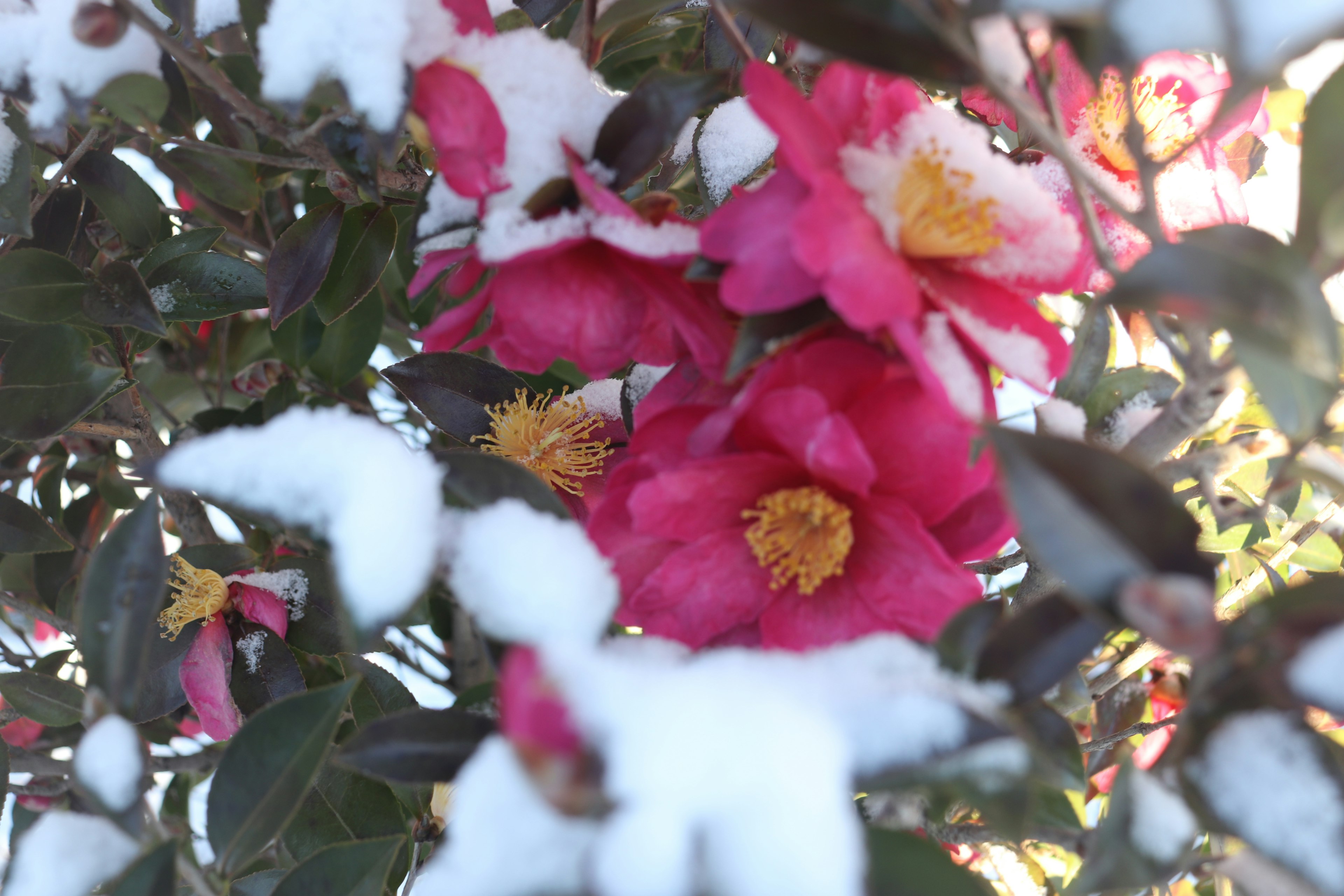 Camelia flowers blooming covered in snow