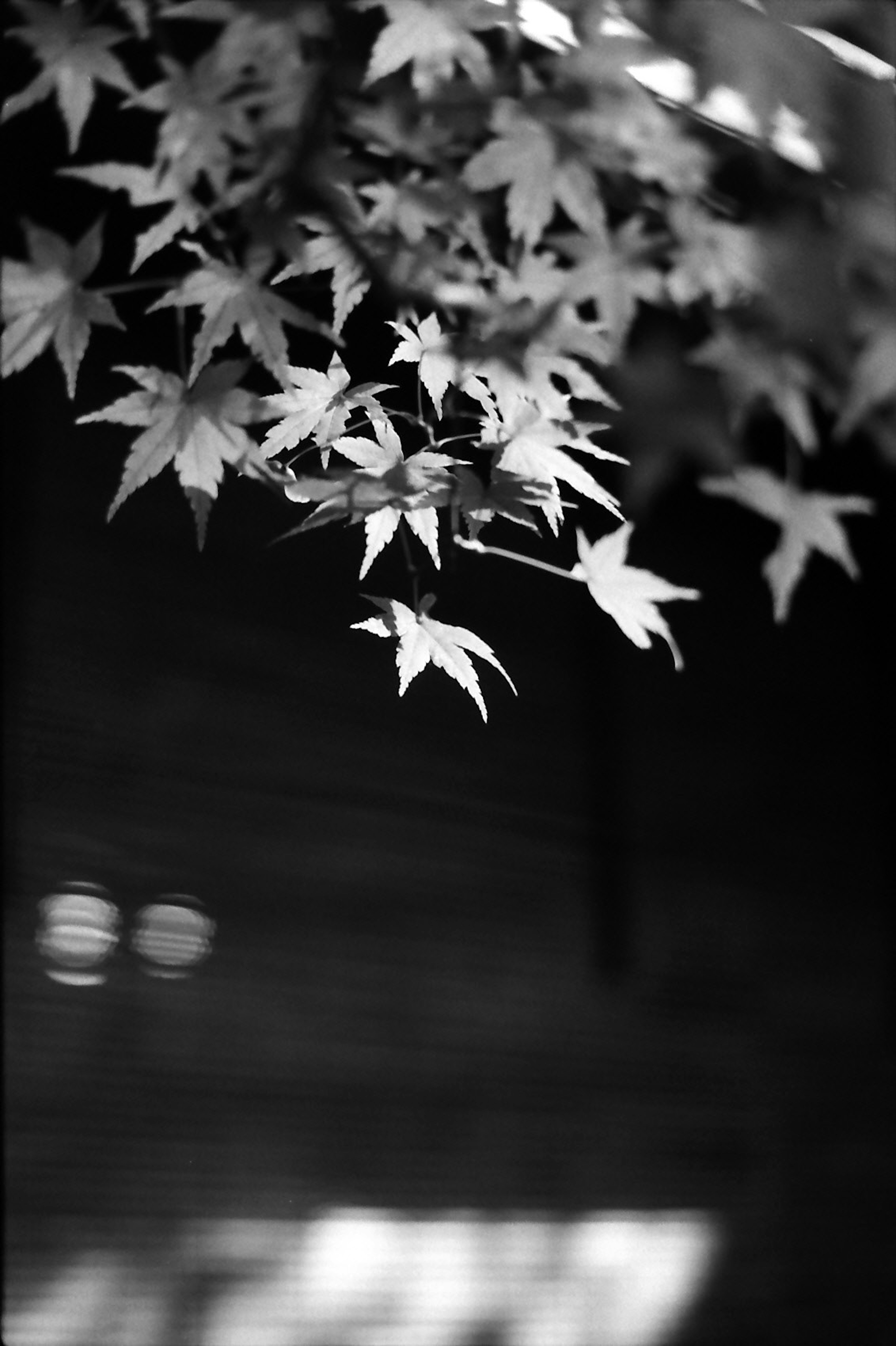 Maple leaf branch against a black and white background