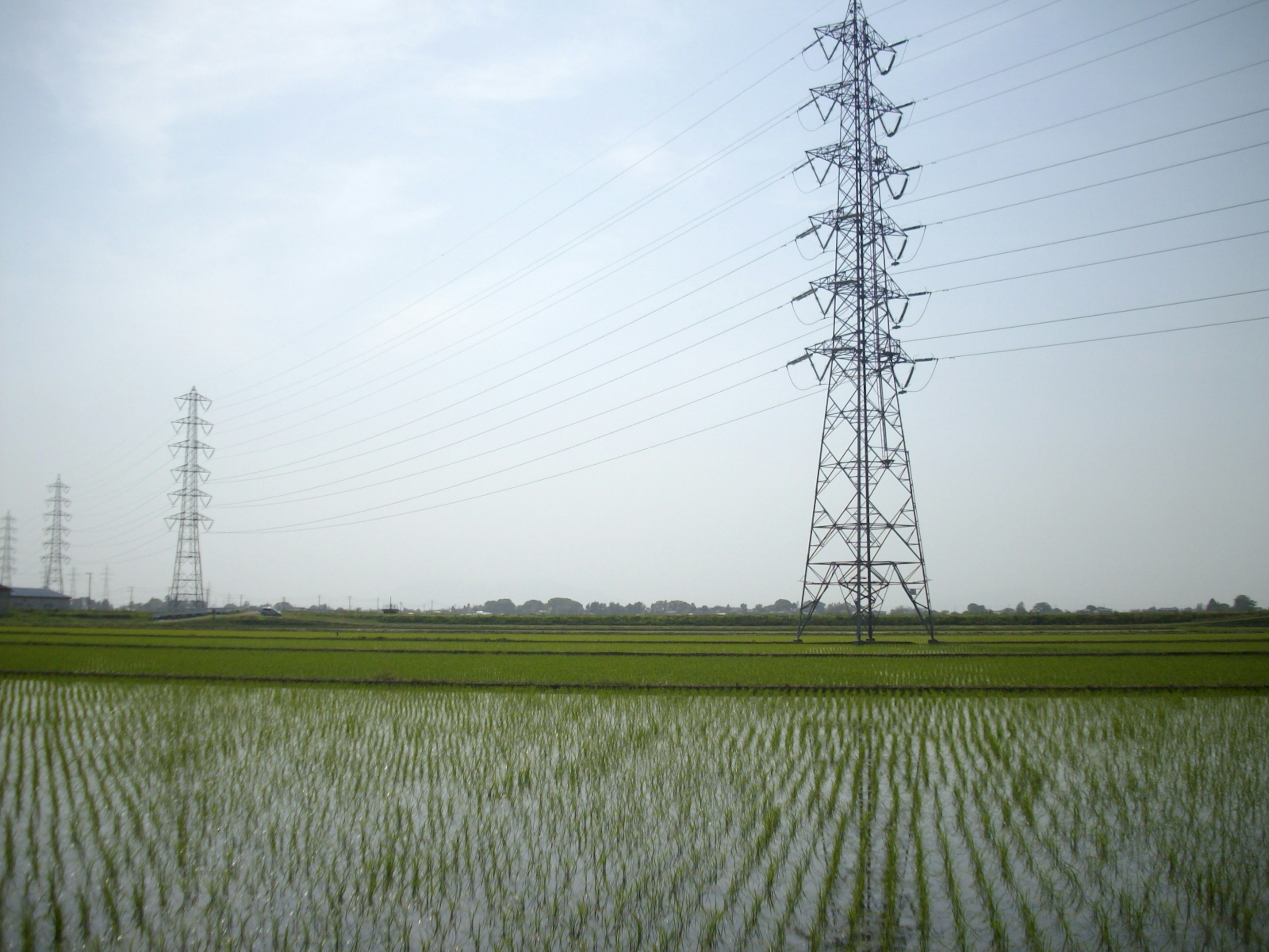 Campos de arroz verdes con torres eléctricas en el fondo