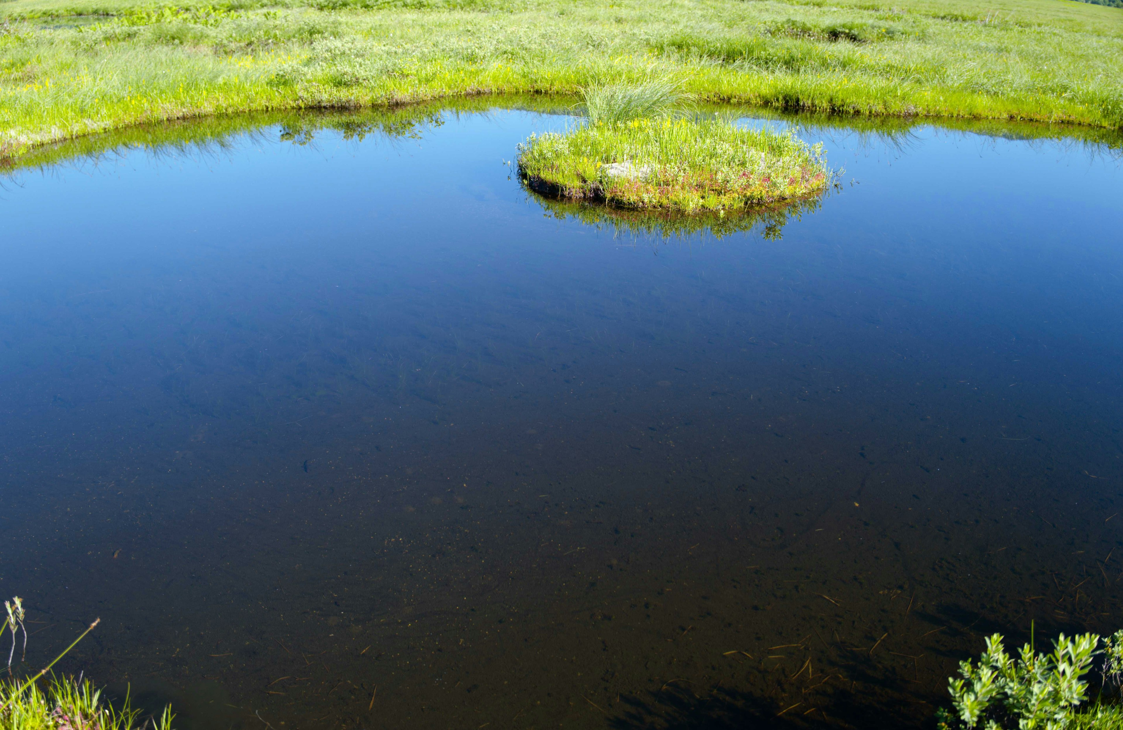 Eine ruhige Landschaft mit einer blauen Wasseroberfläche und grünem Gras Kleine Insel, die auf dem Wasser schwimmt