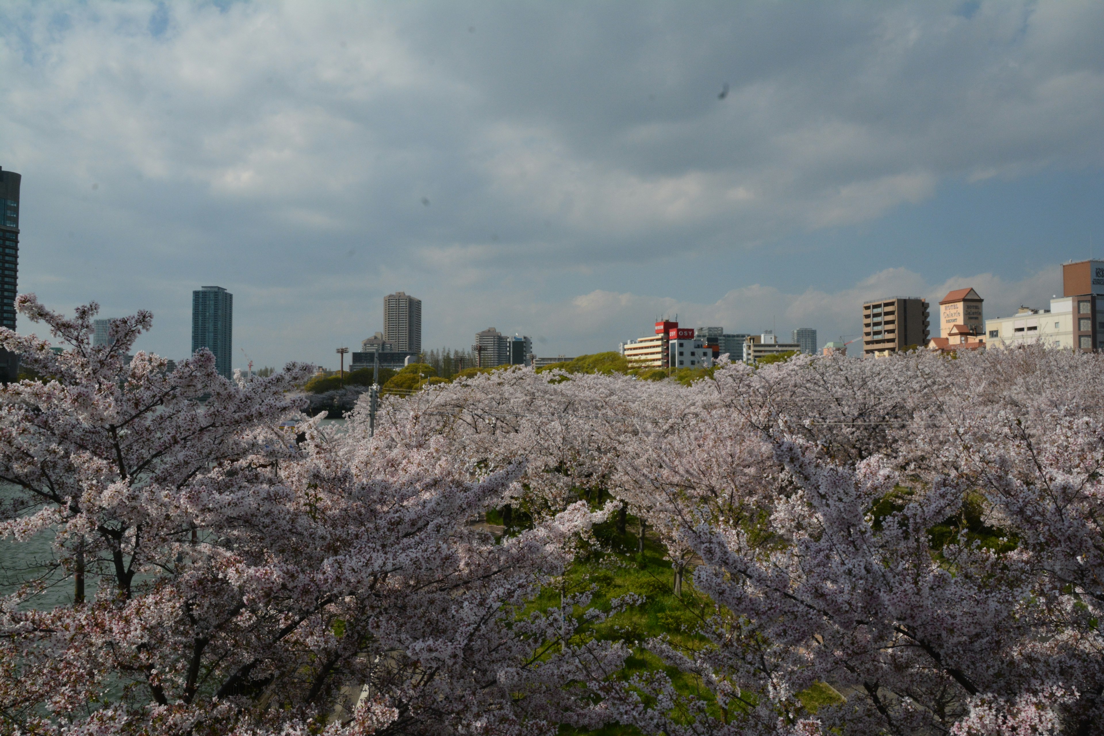 Un paesaggio di ciliegi in fiore con edifici moderni sullo sfondo