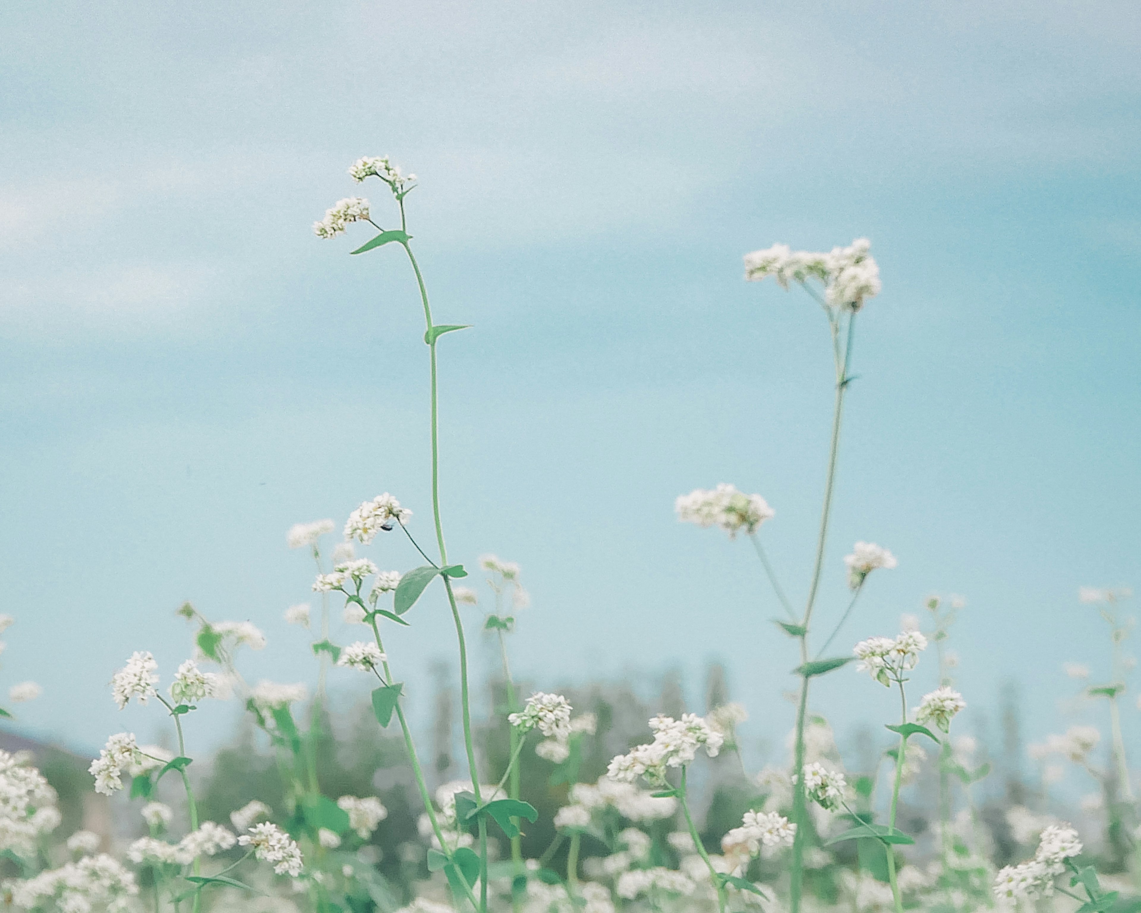 Field of white flowers under a blue sky