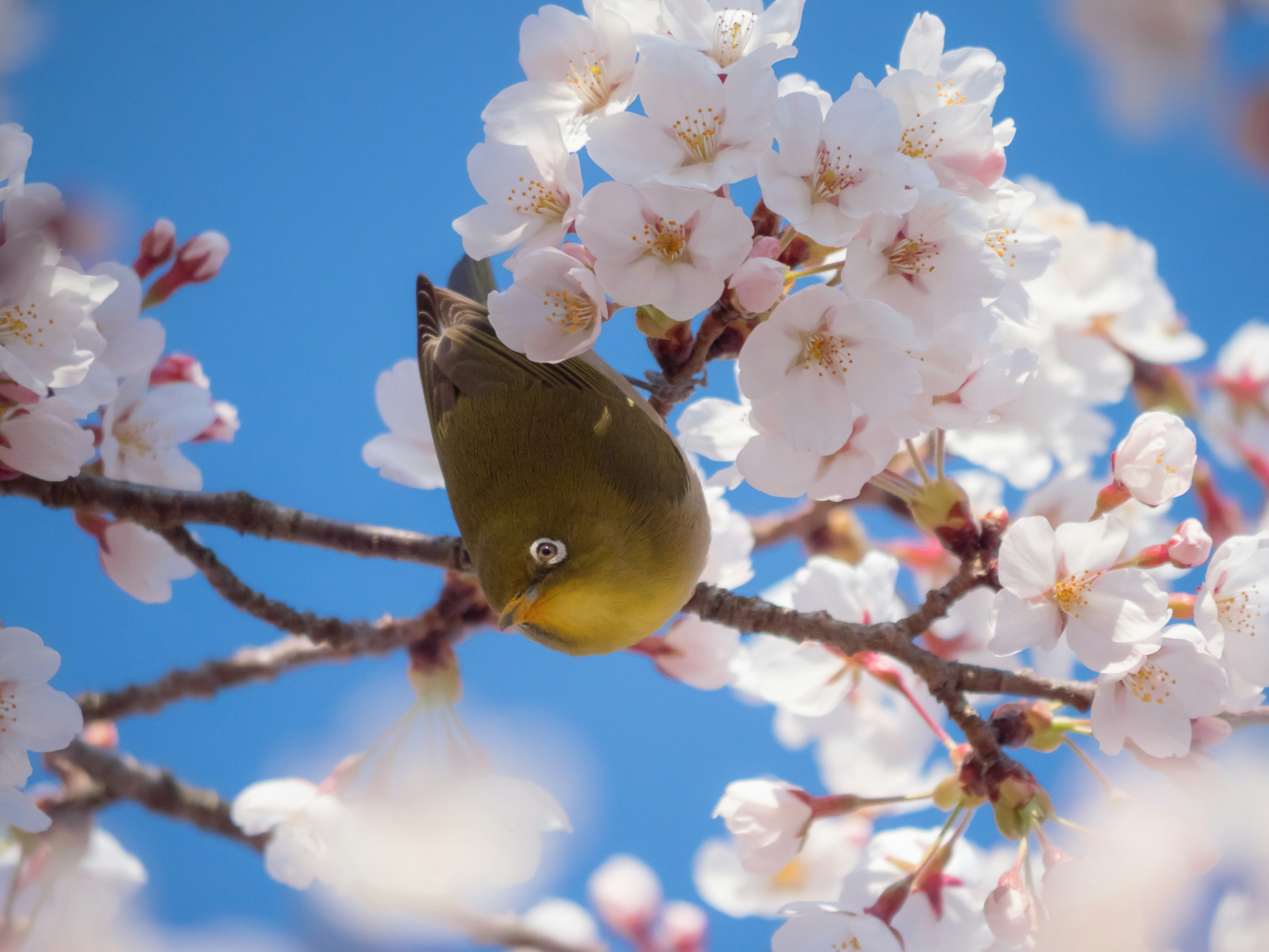 Foto close-up burung kecil di antara bunga sakura