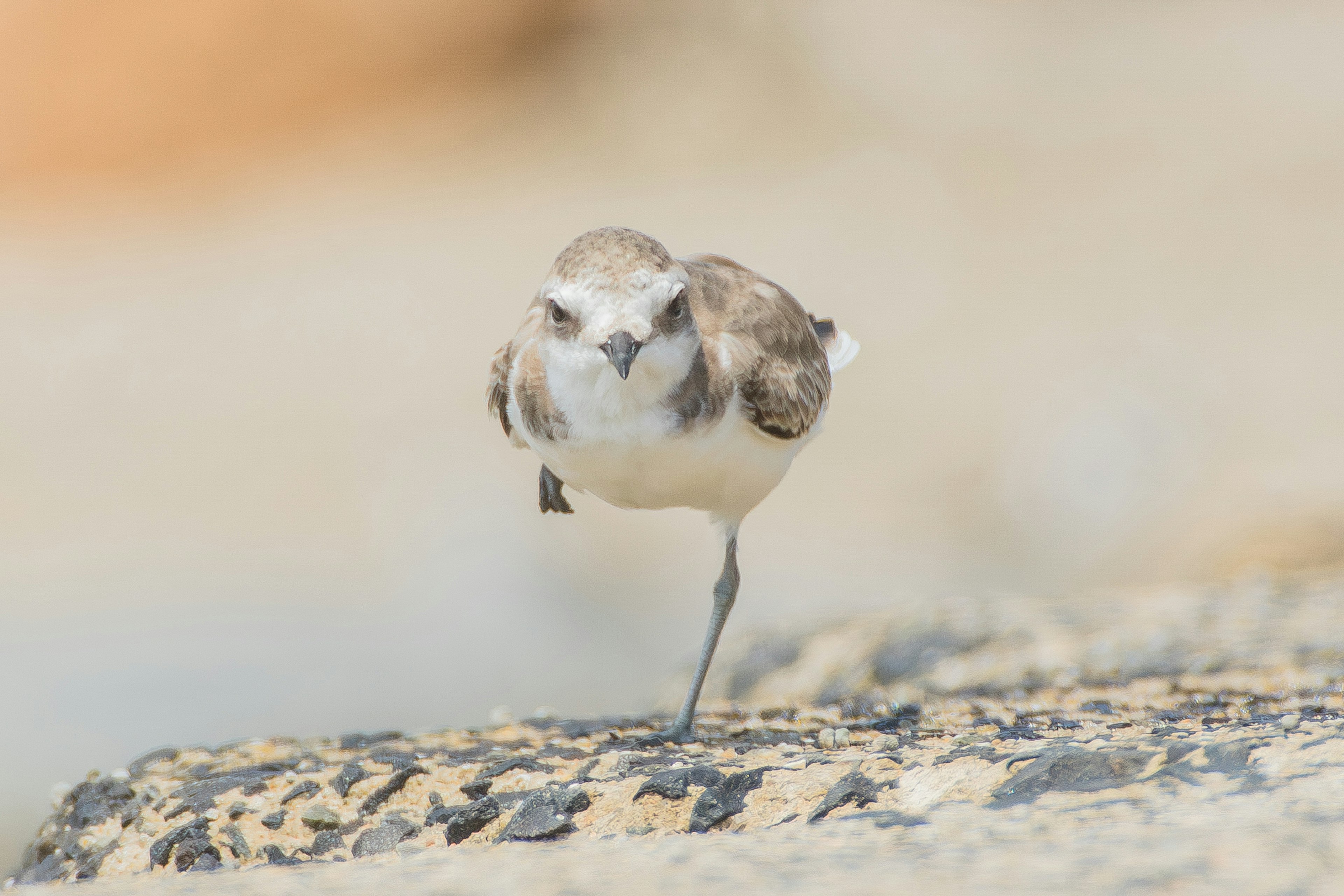 Un petit oiseau se tenant sur une patte