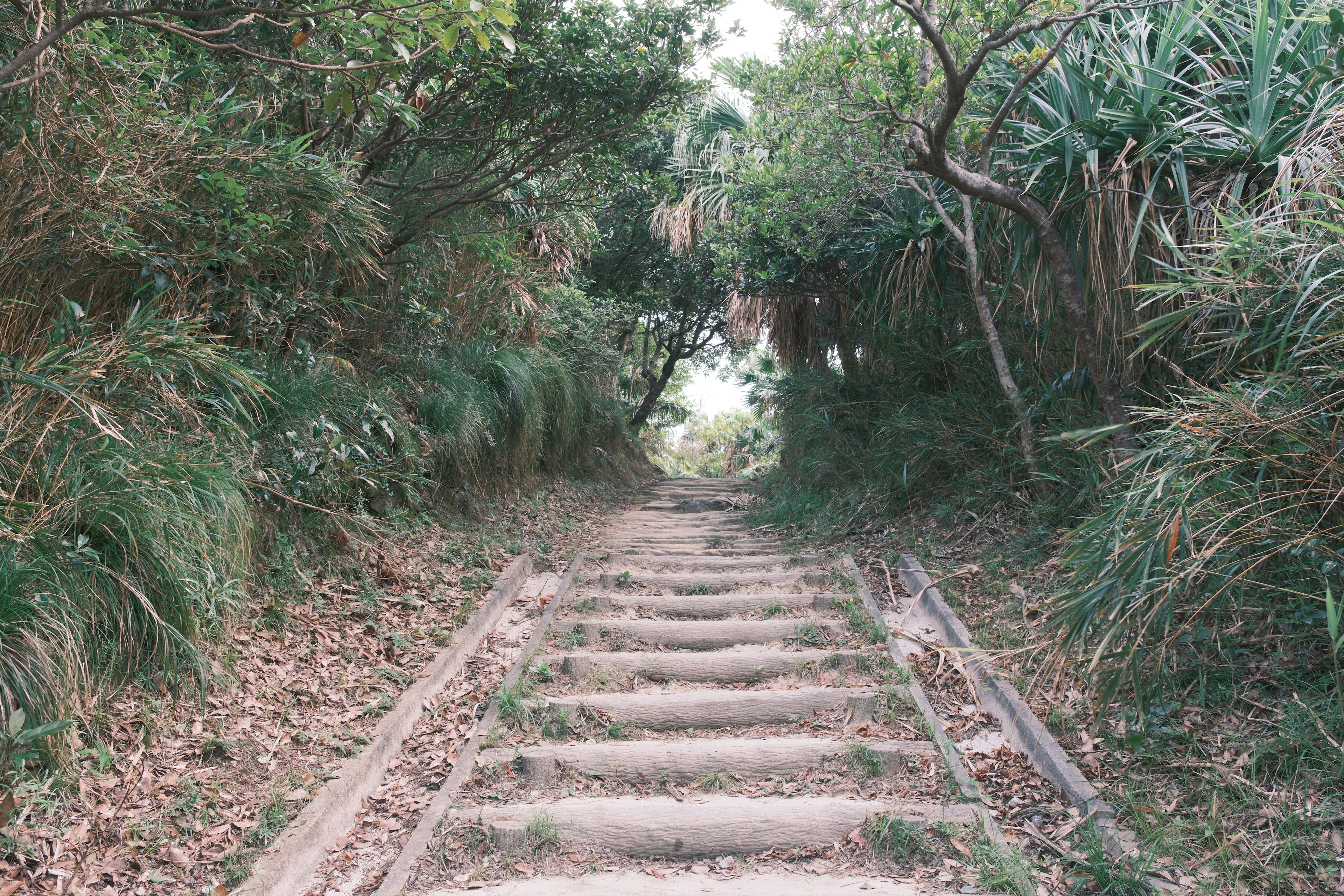 階段が続く緑豊かな小道の風景