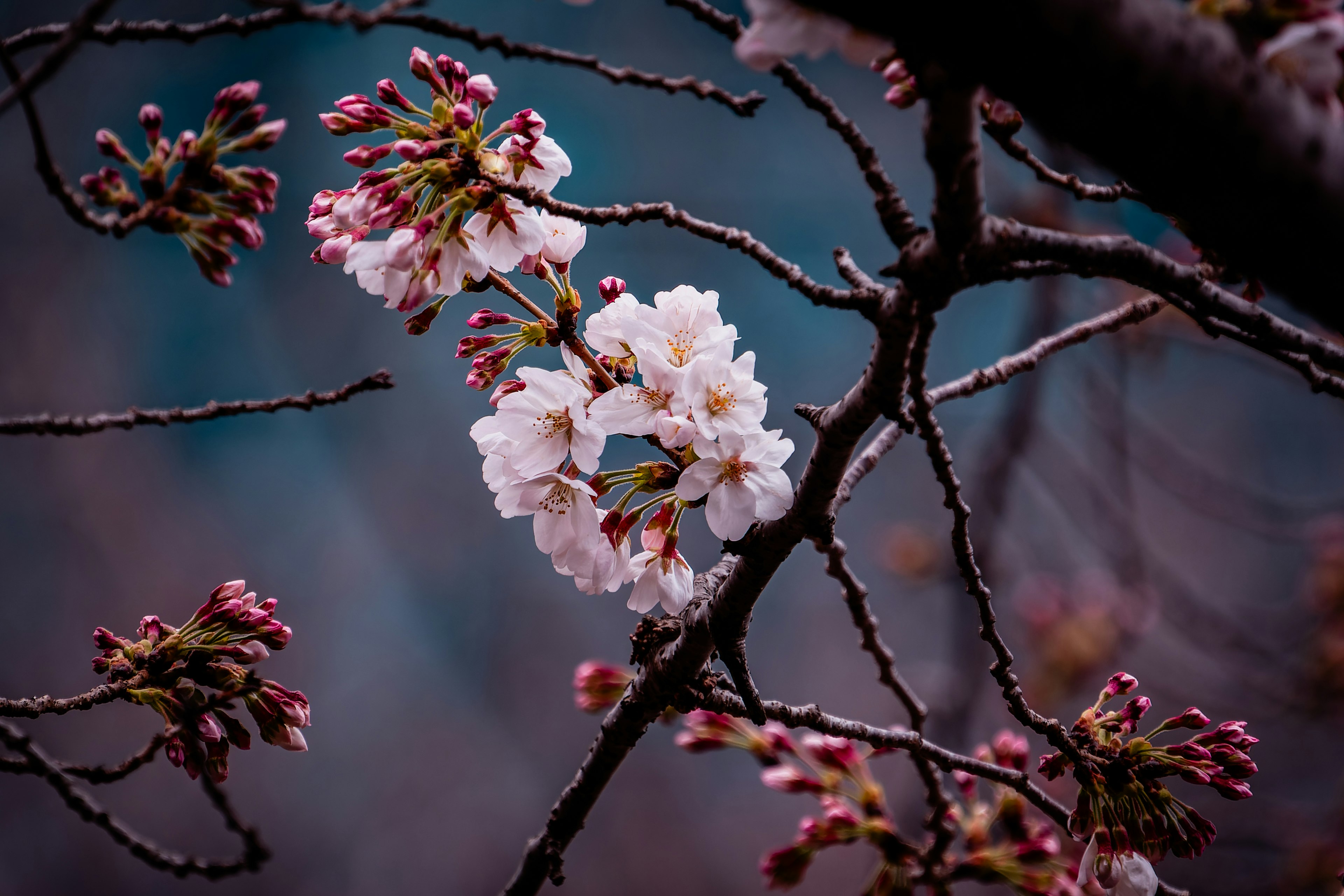 Close-up of cherry blossom flowers on a branch