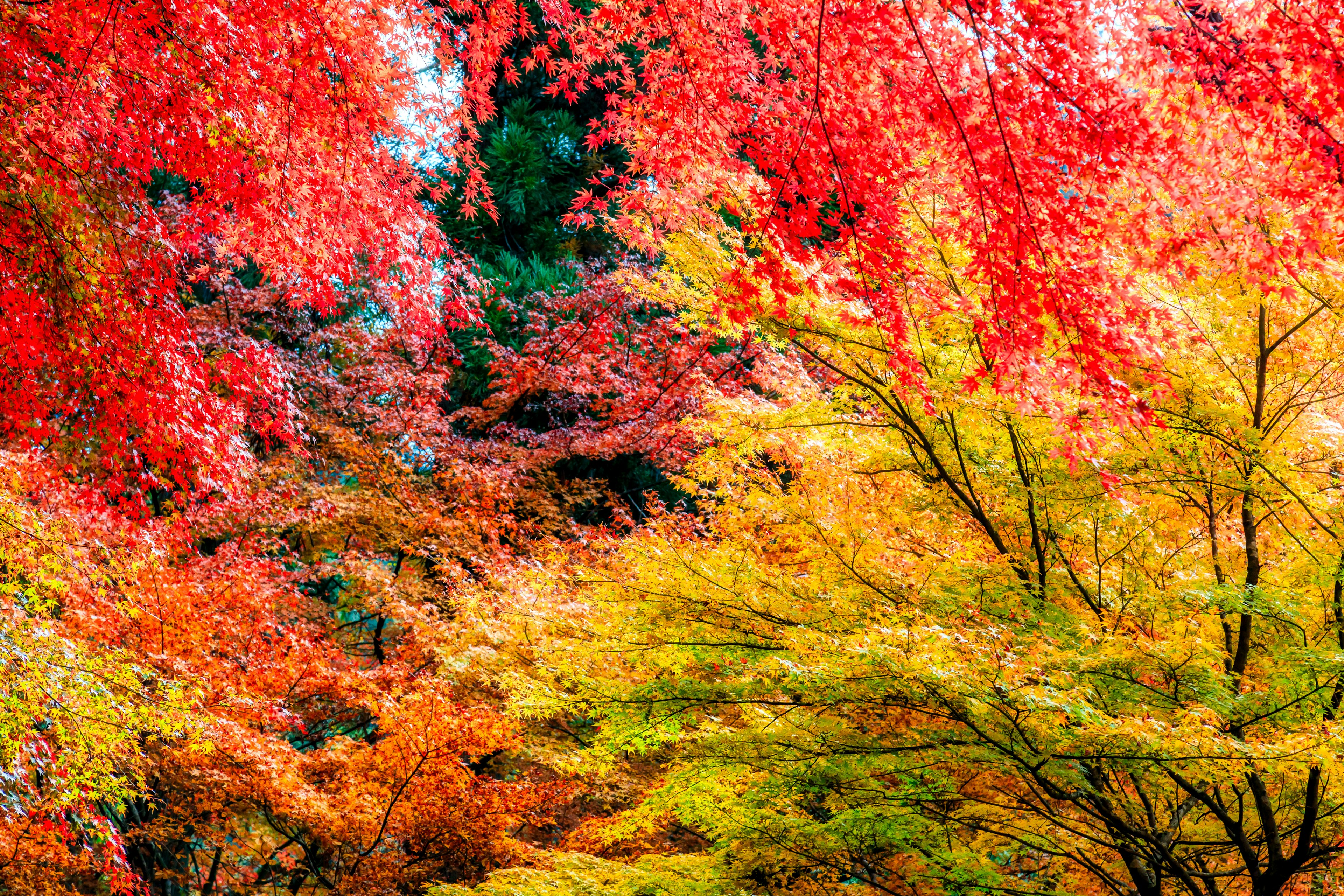 Vibrant autumn foliage featuring red and yellow leaves