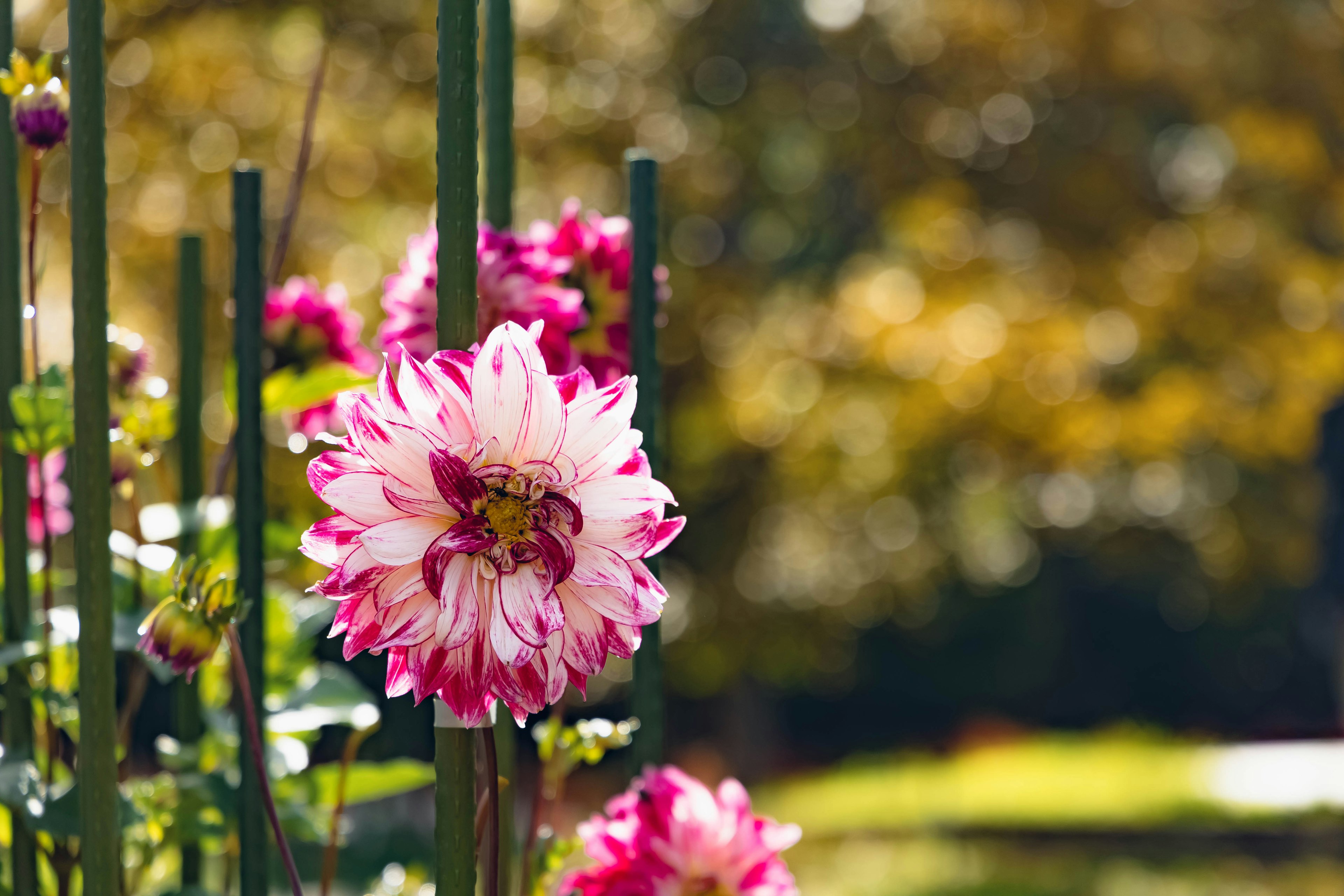 Bunga dahlia merah muda dan putih yang indah mekar dengan latar belakang kabur