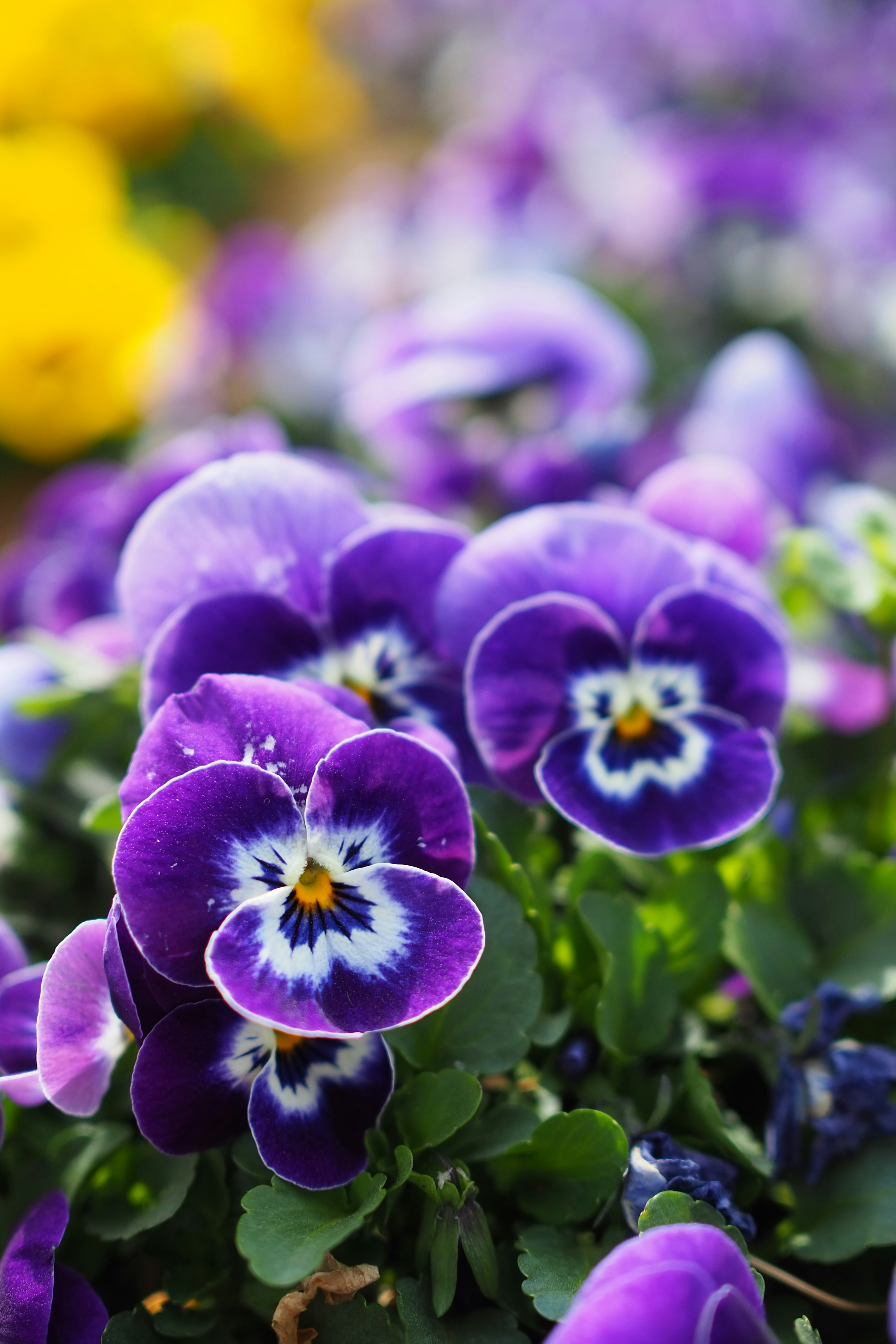 Beautiful scene of purple pansy flowers in bloom