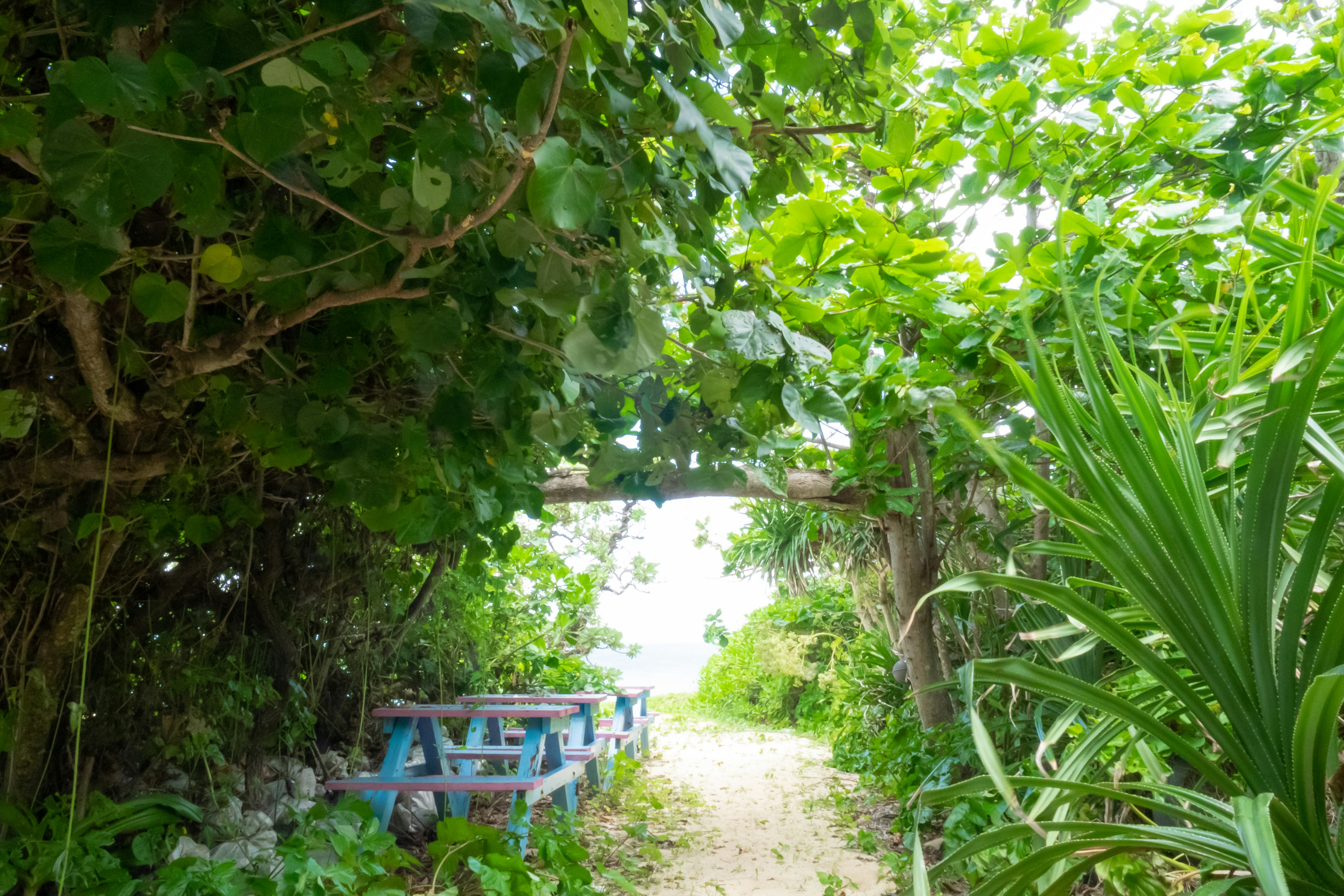 Un chemin entouré de feuillage vert luxuriant menant à une zone de table bleue