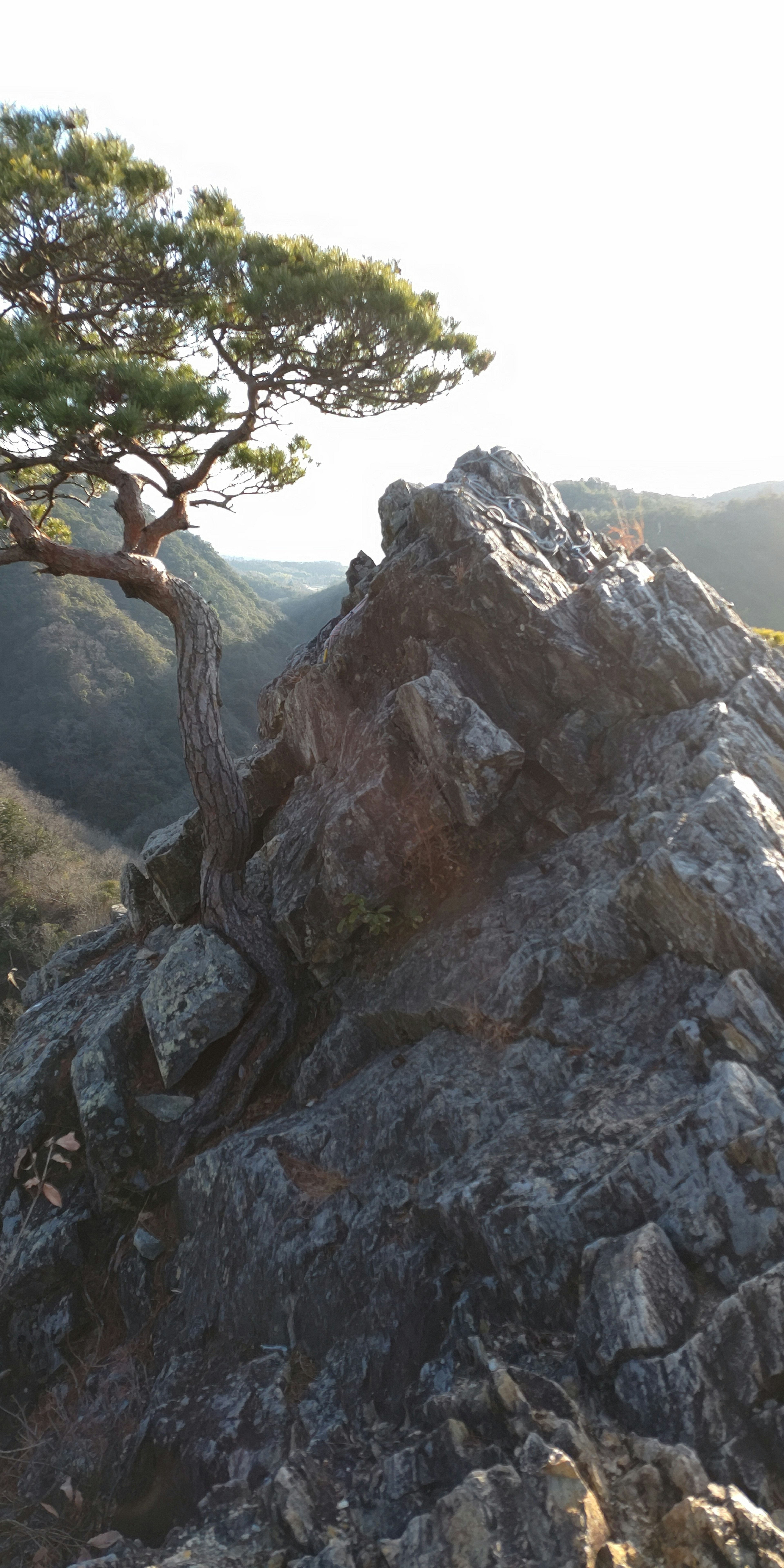 一棵松樹生長在岩石上，背景是美麗的山脈