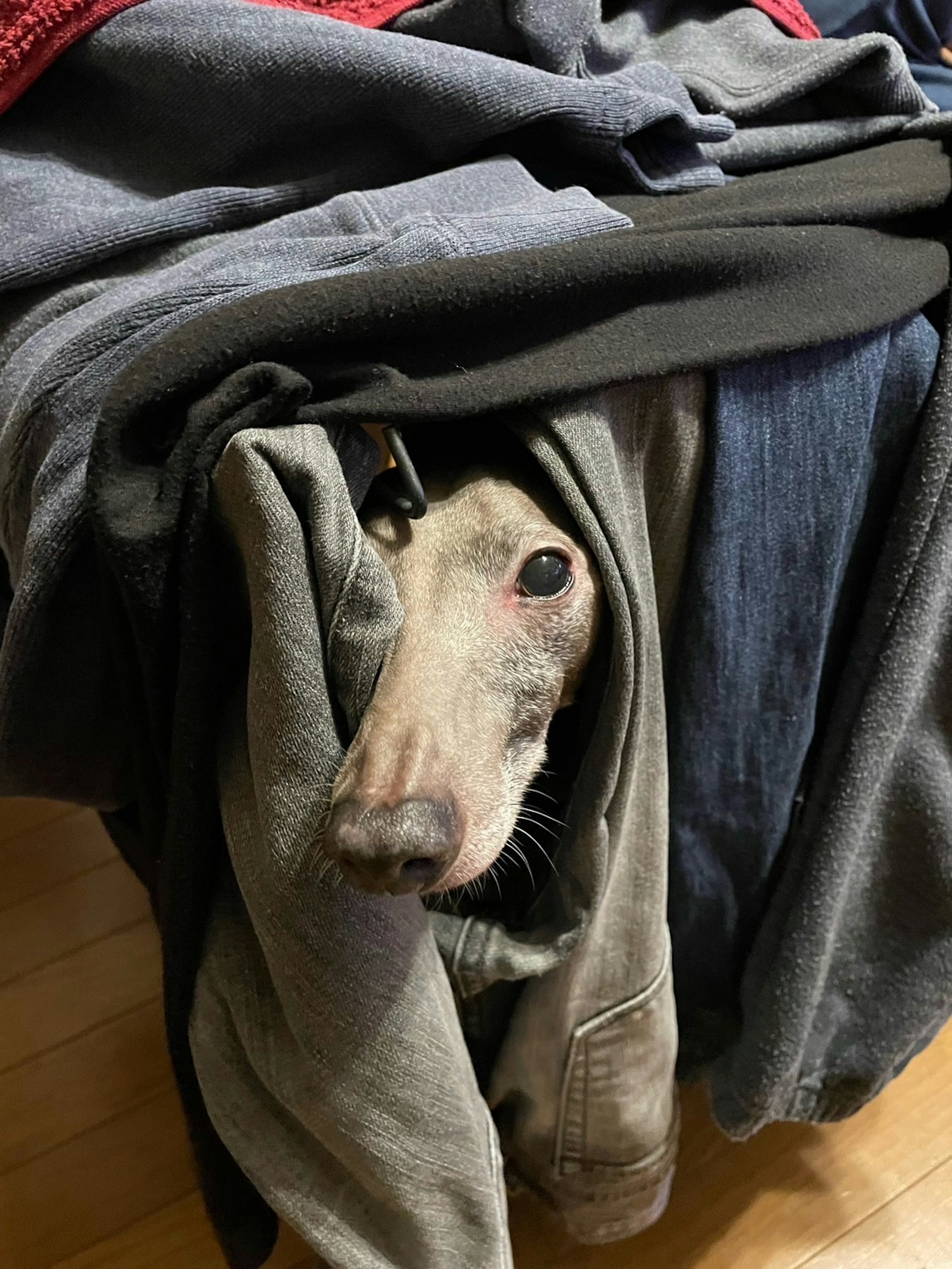 服の中に顔を出している犬