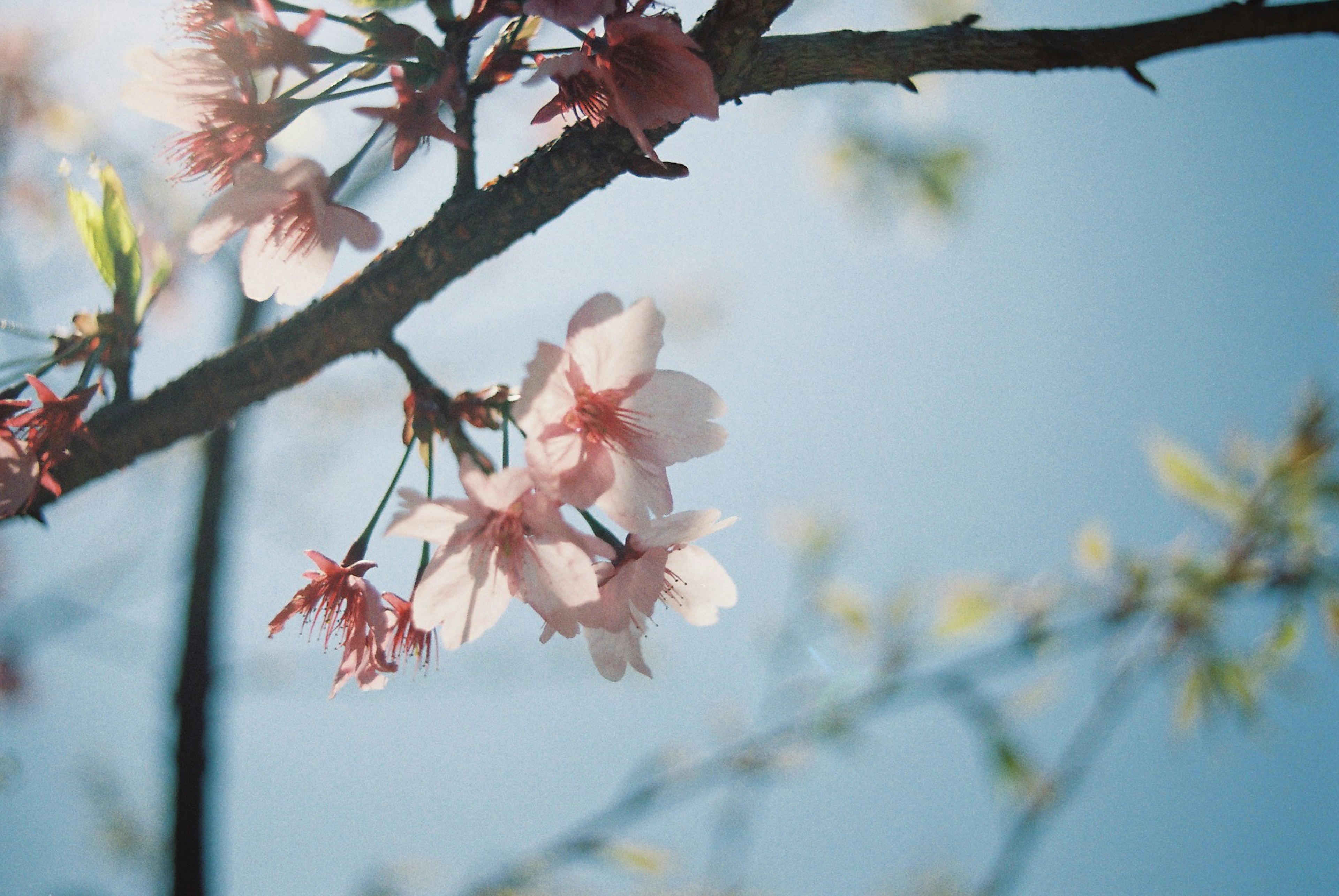 Kirschblüten blühen vor einem blauen Himmel