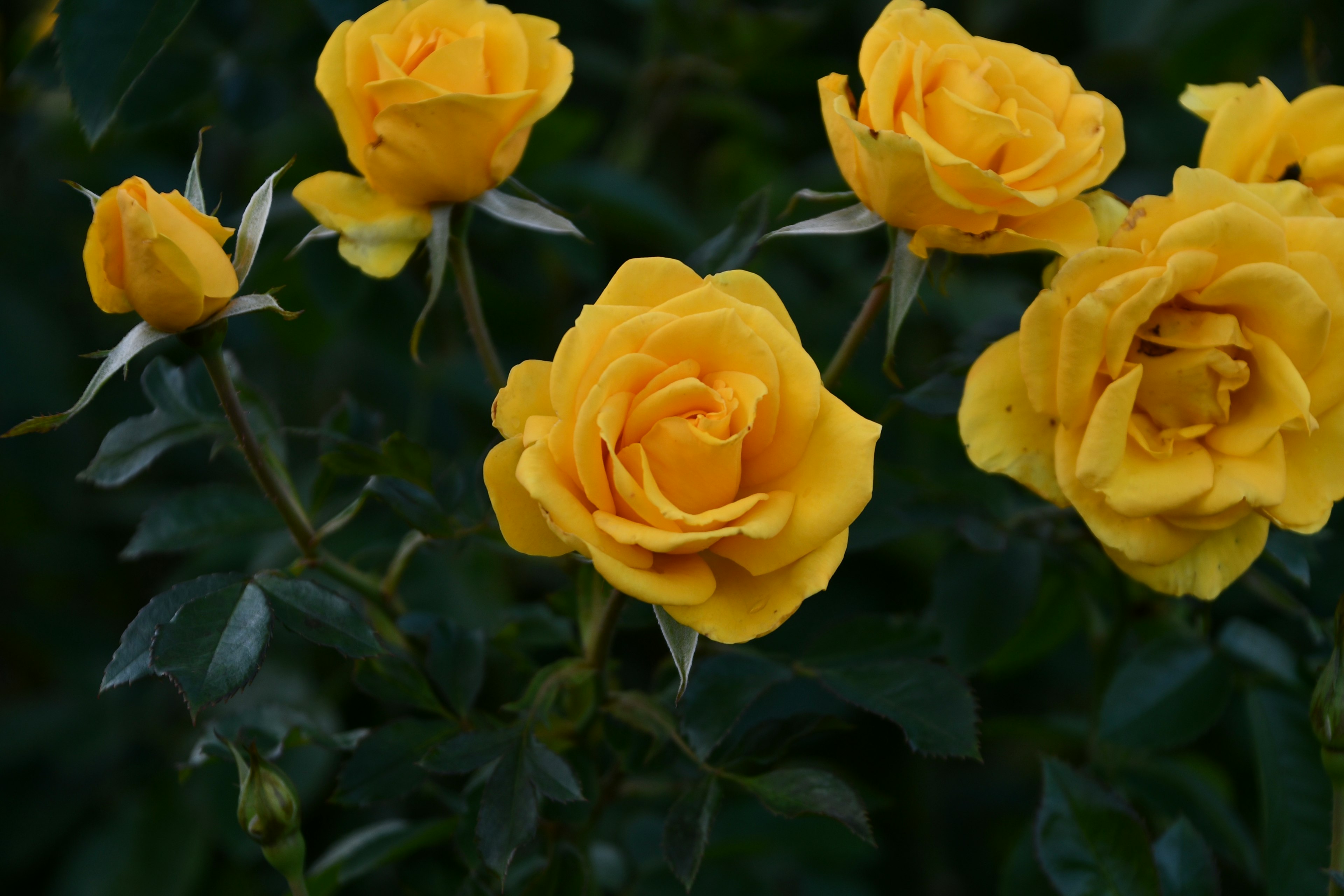 鮮やかな黄色のバラの花が集まって咲いている