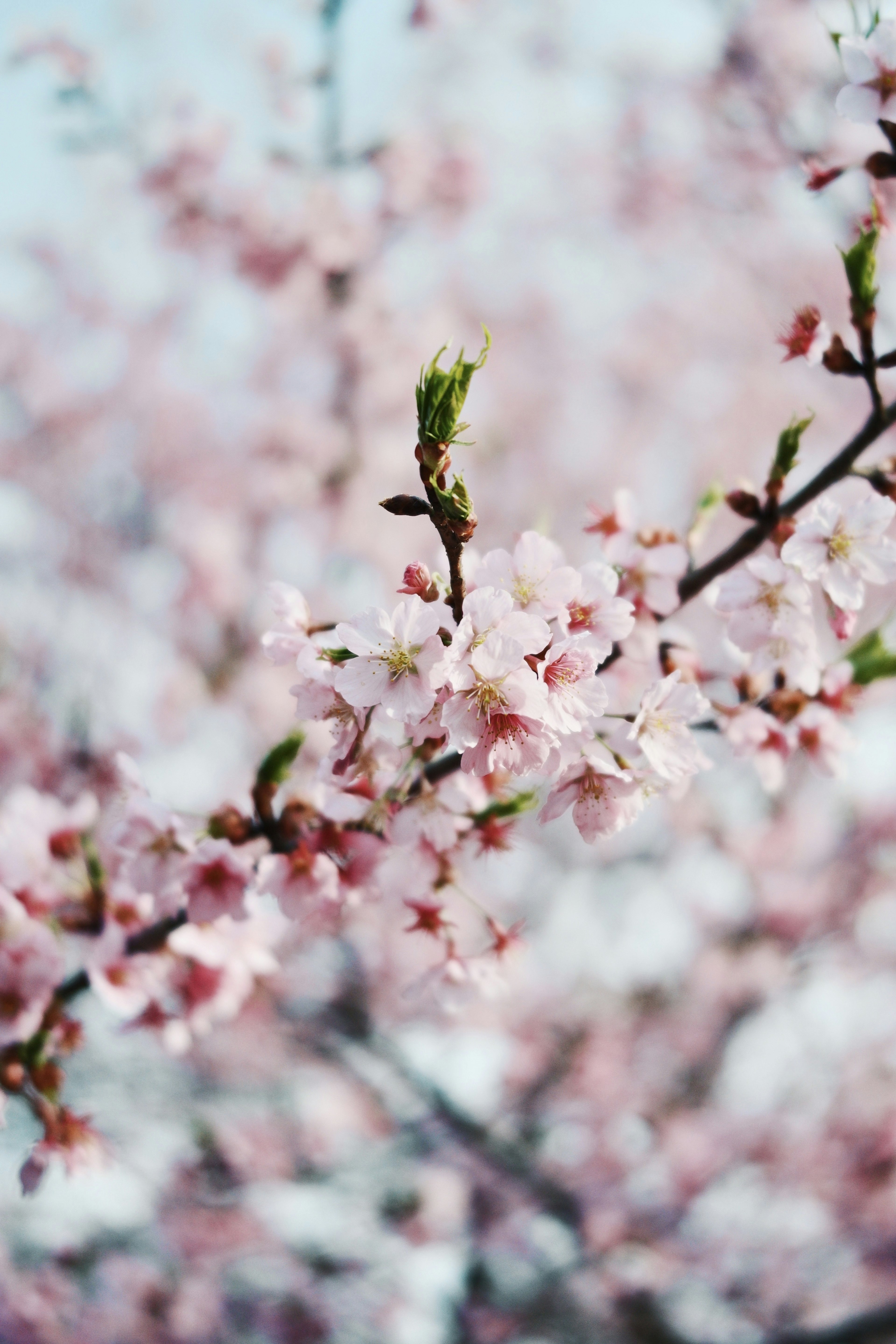 Close-up of cherry blossom branches with pink flowers