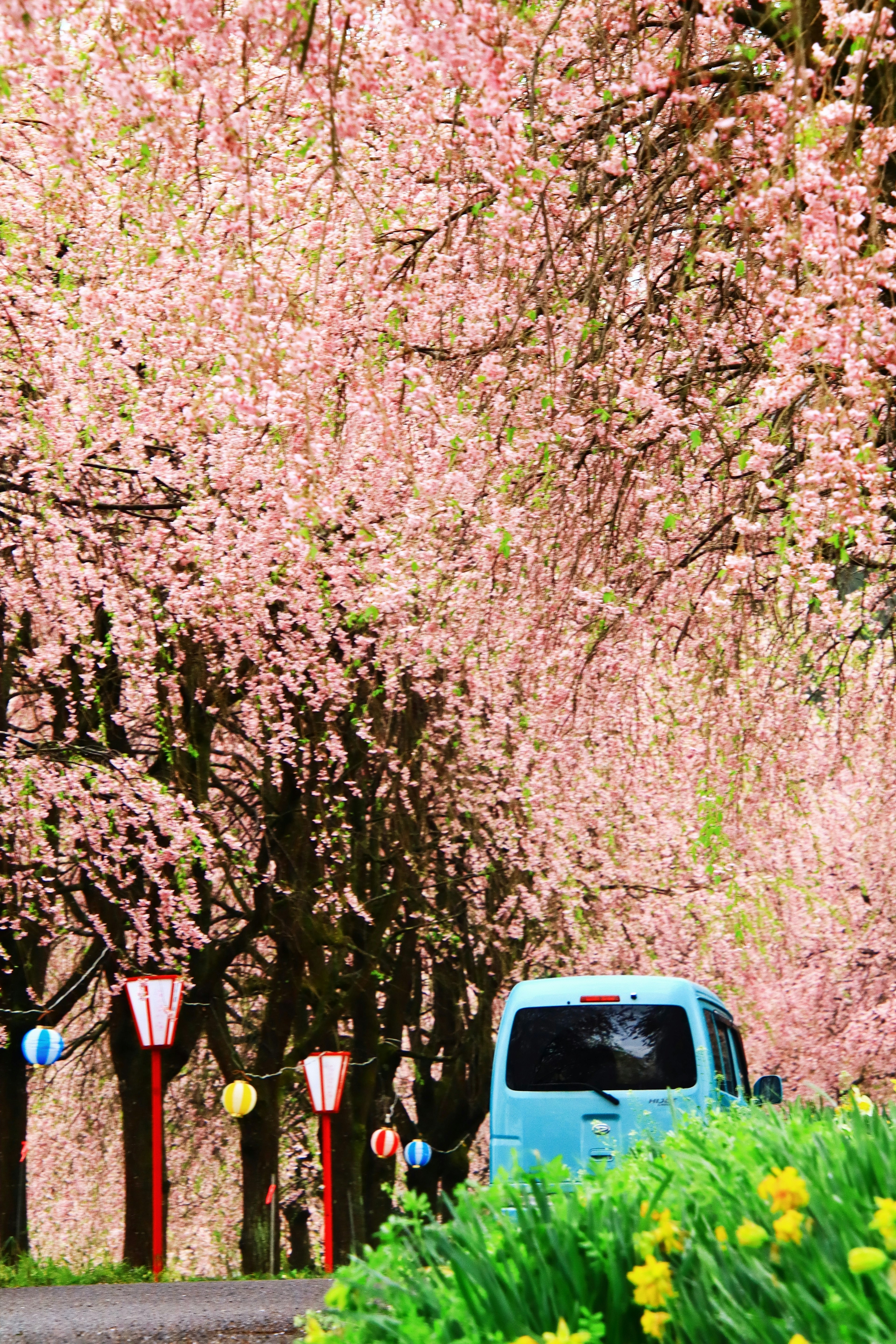 Sebuah van biru di jalan yang dipenuhi pohon sakura