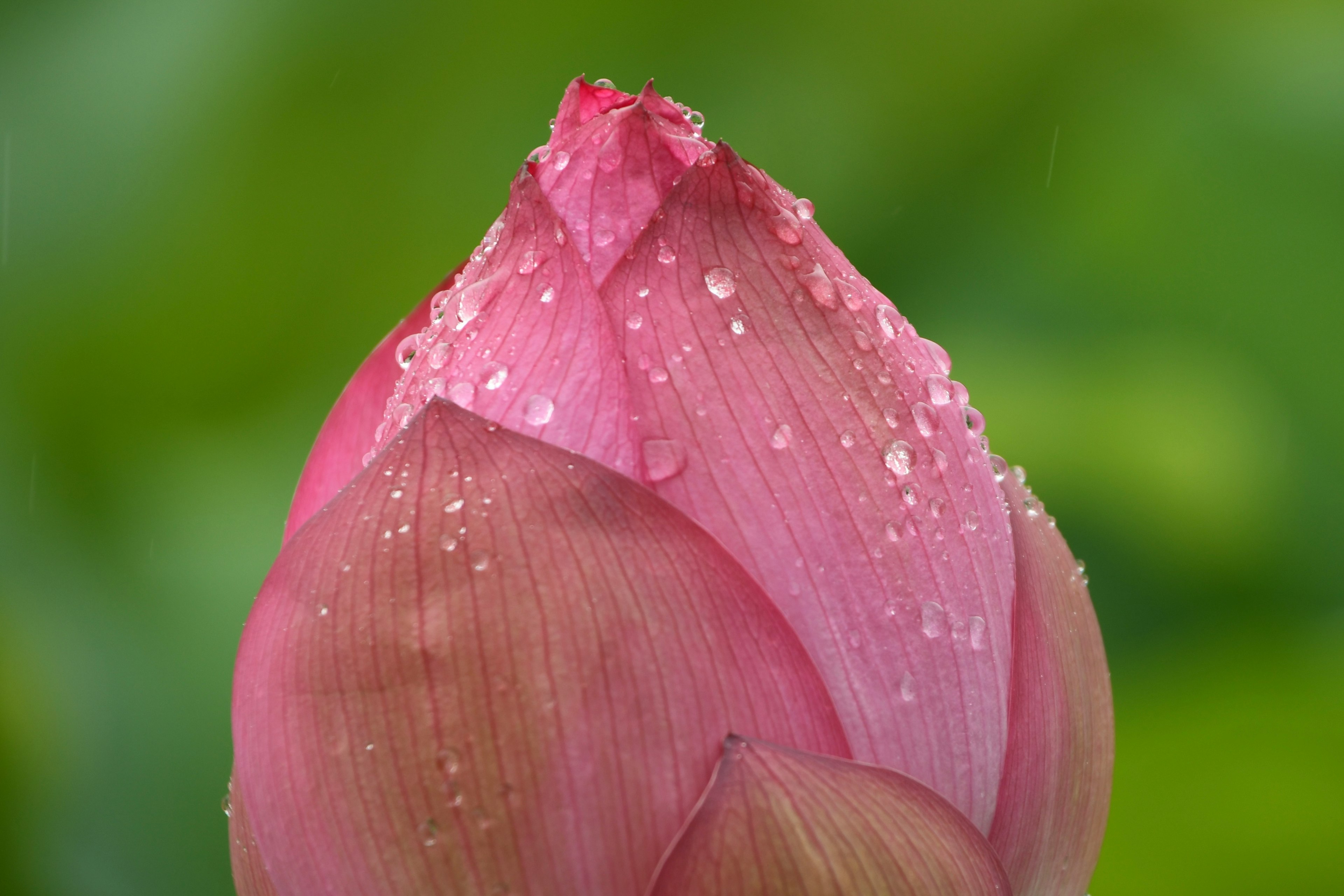 Primer plano de un botón de loto rosa con gotas de agua