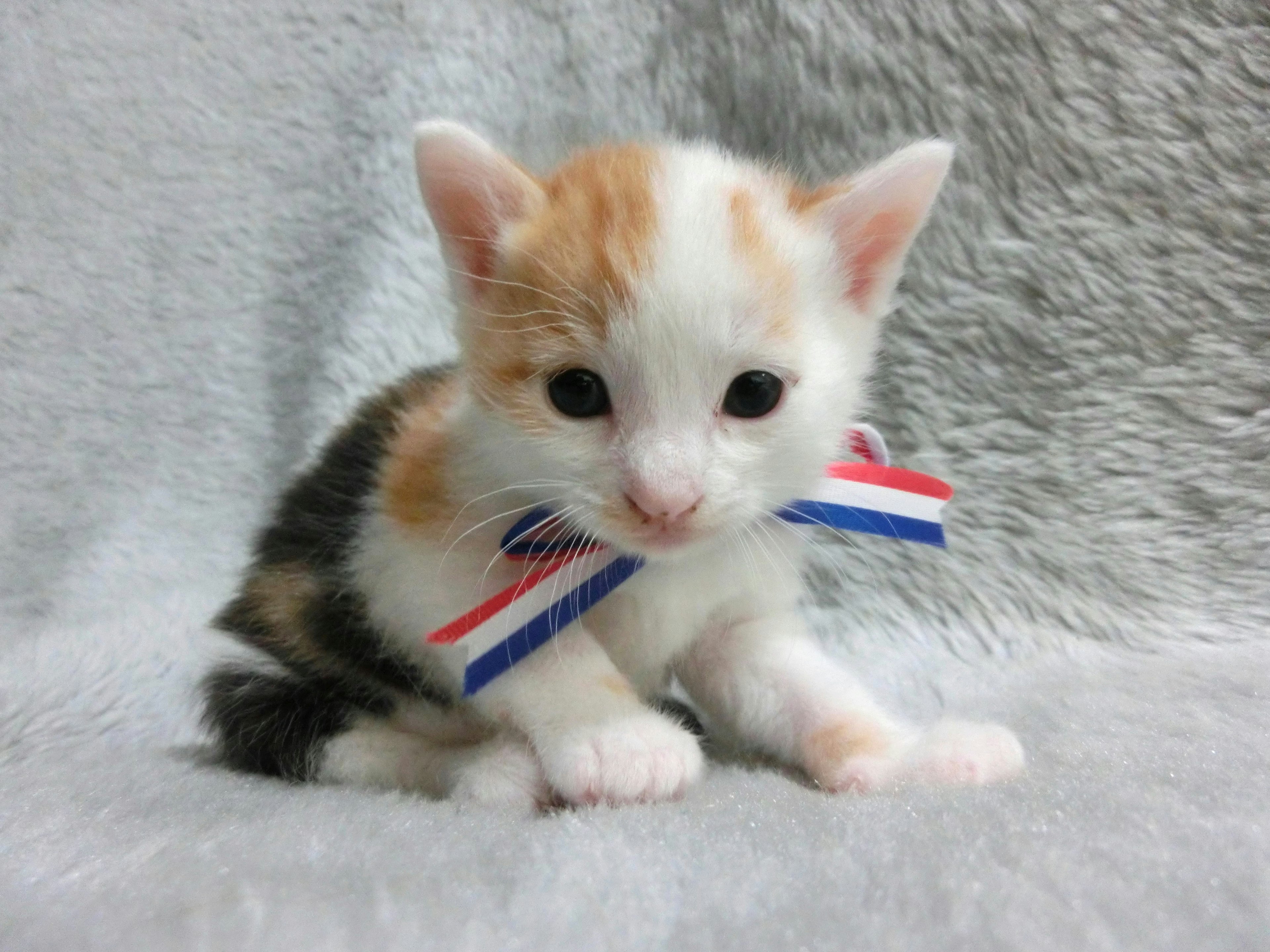 Seekor anak kucing kecil dengan bulu putih dan oranye mengenakan pita