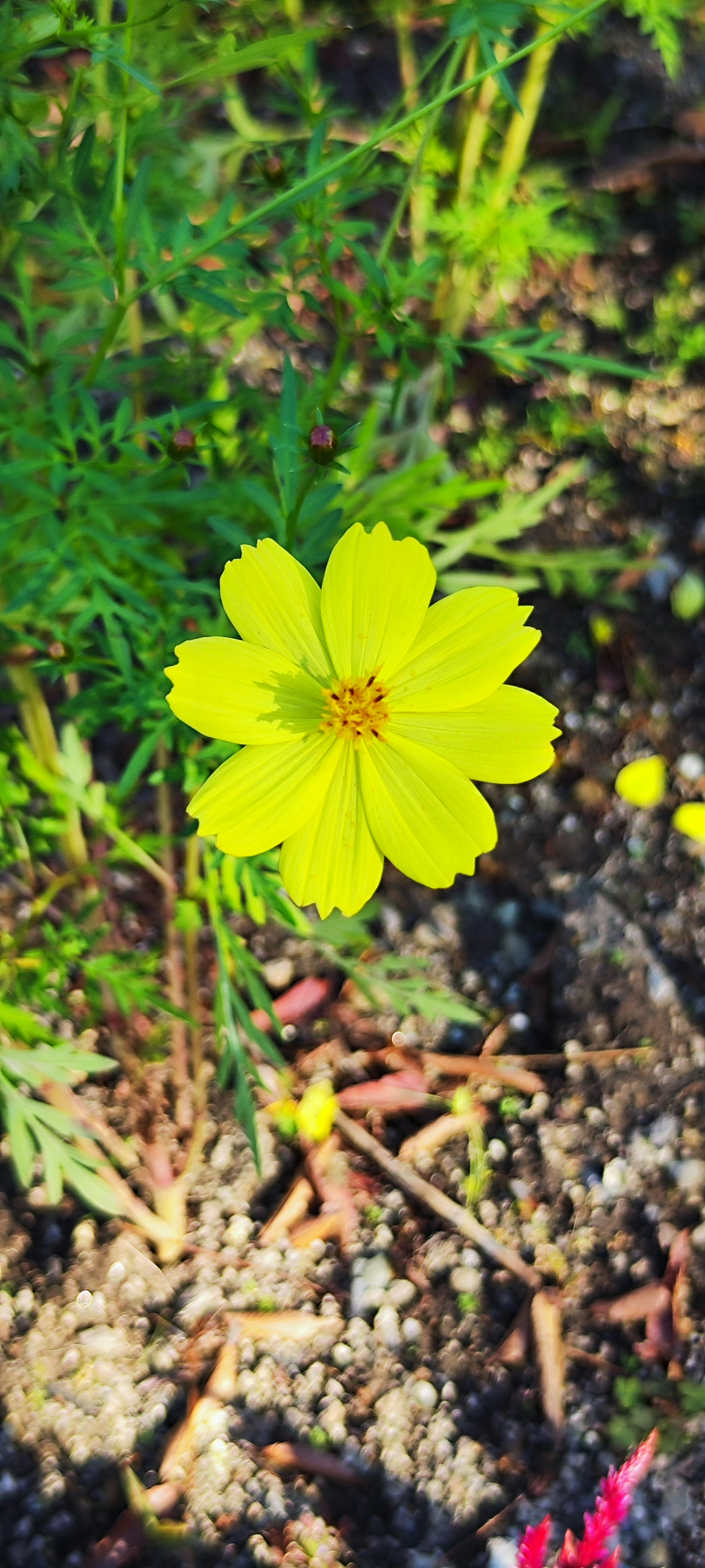 Un fiore giallo vivace che fiorisce tra le foglie verdi