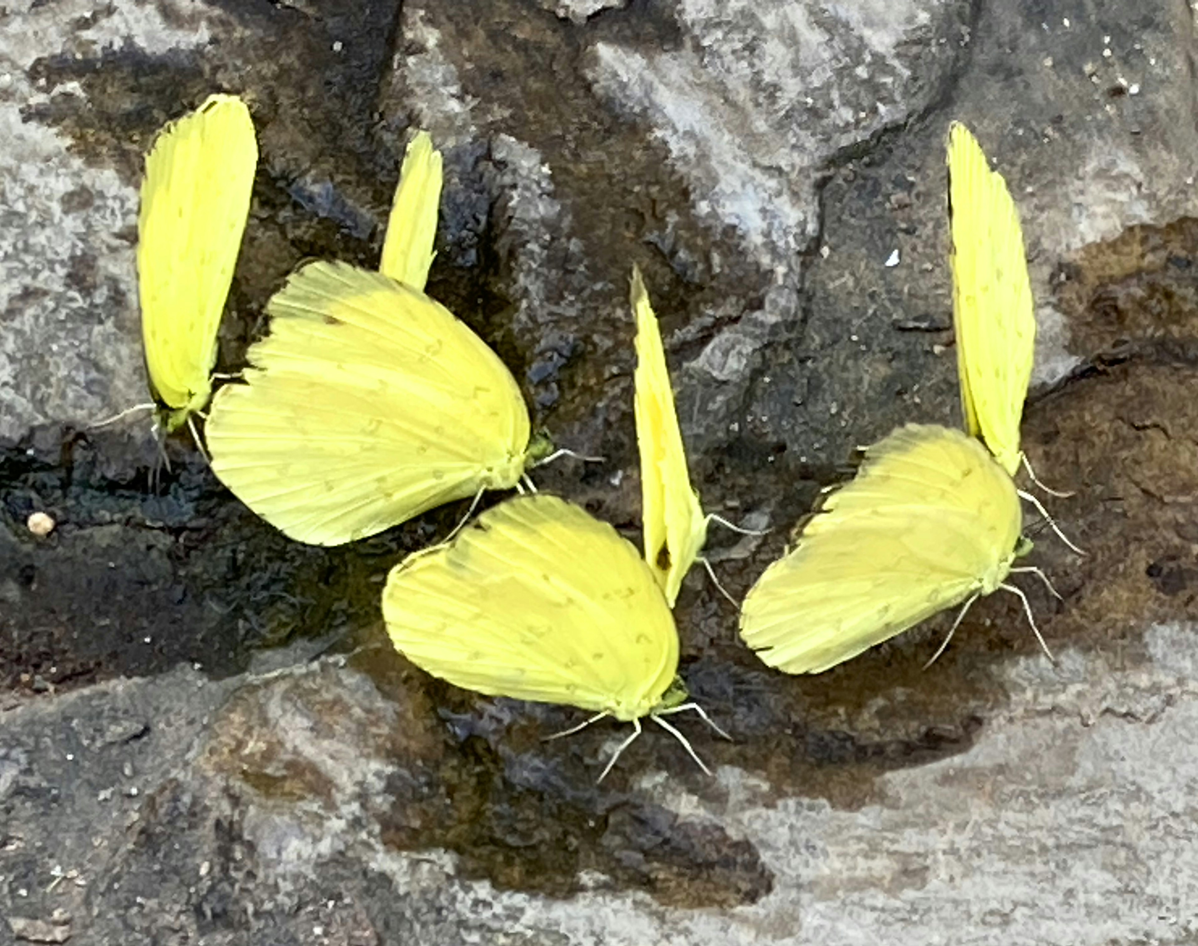 黄色の蝶が岩の上に集まっている様子