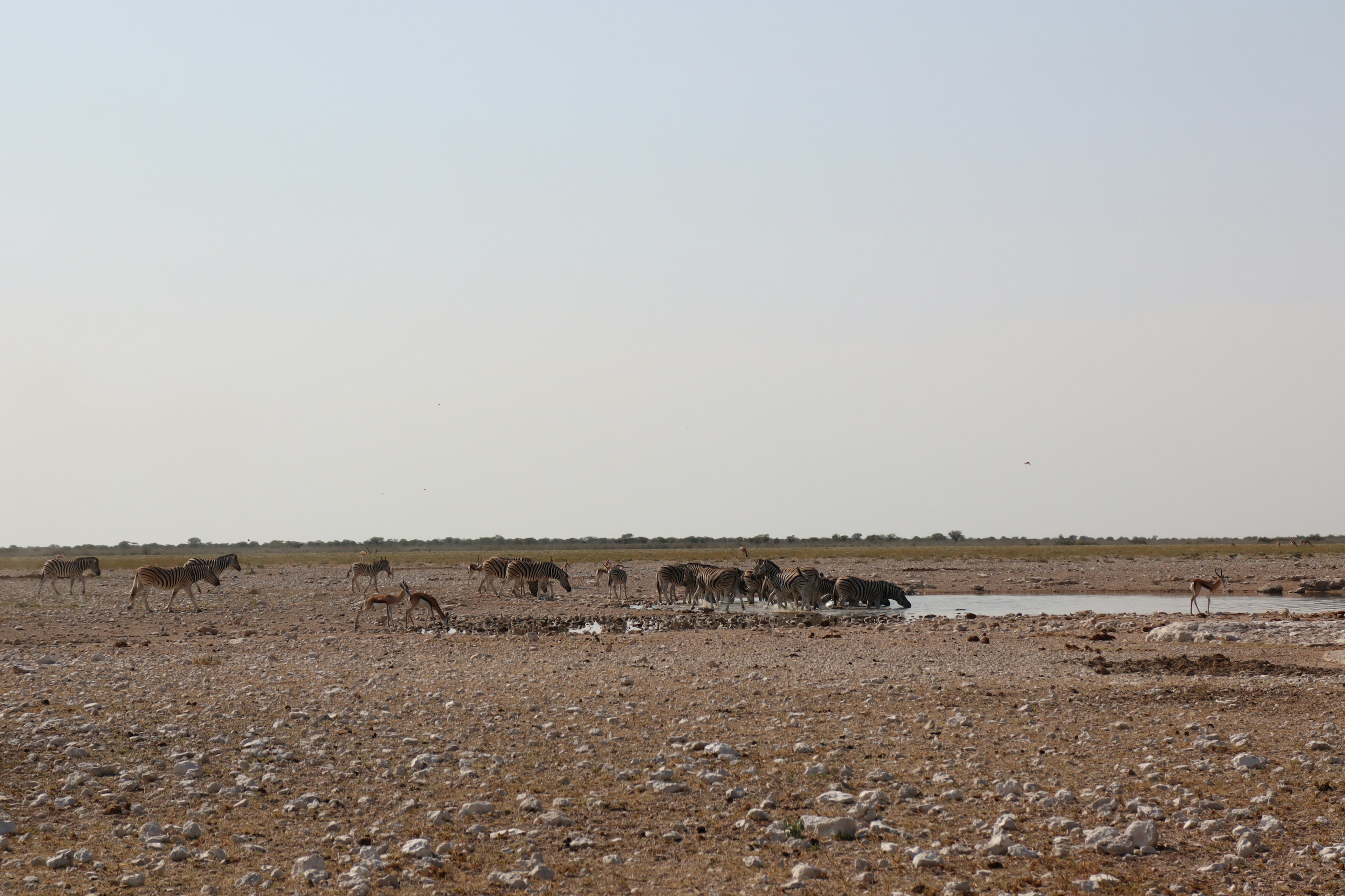 Prairie sèche avec un point d'eau où des animaux se rassemblent