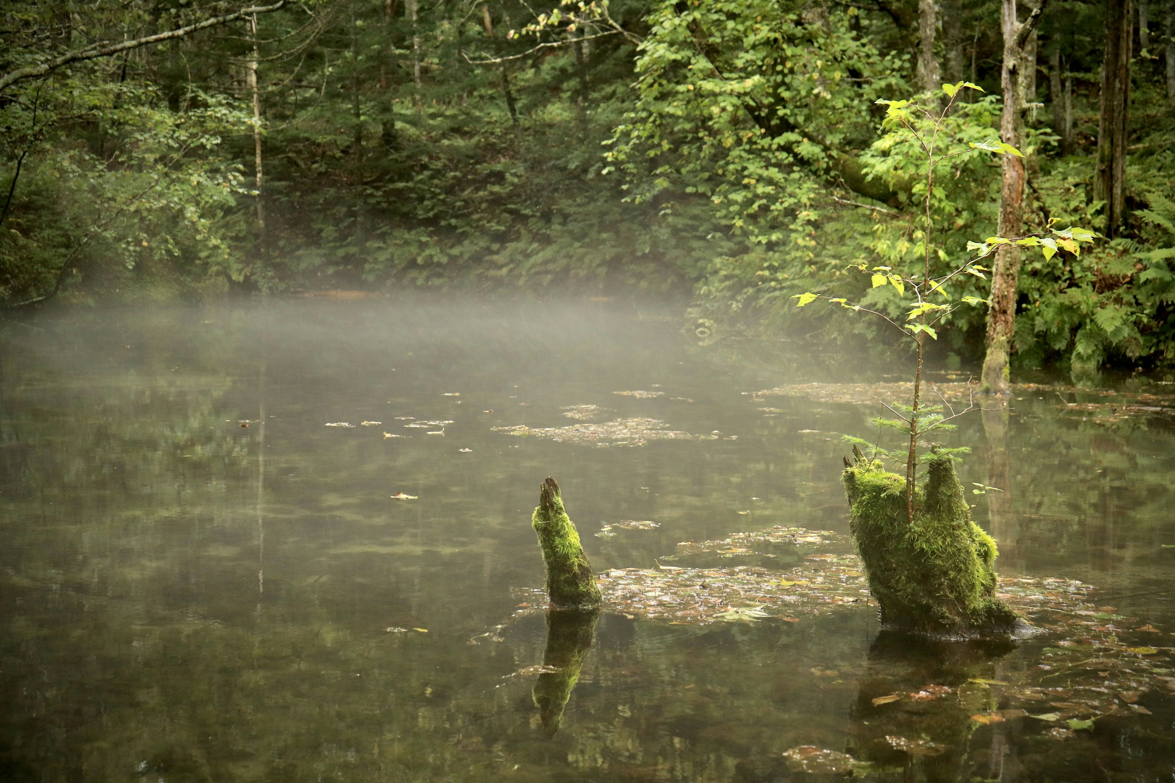 Nebliger ruhiger Teich, umgeben von üppigem grünem Wald