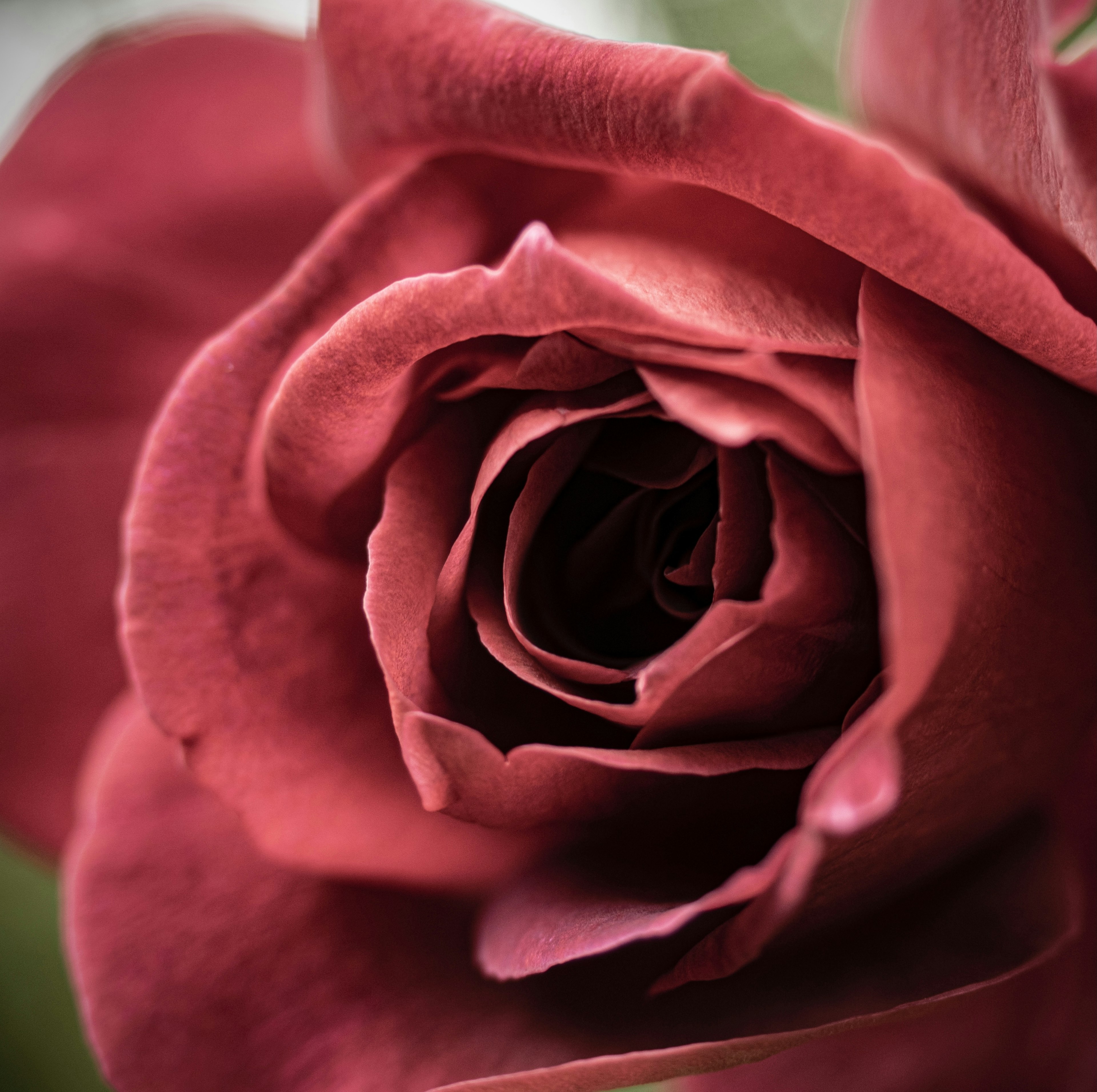 Gros plan d'une rose rouge mettant en valeur des pétales complexes et une couleur profonde