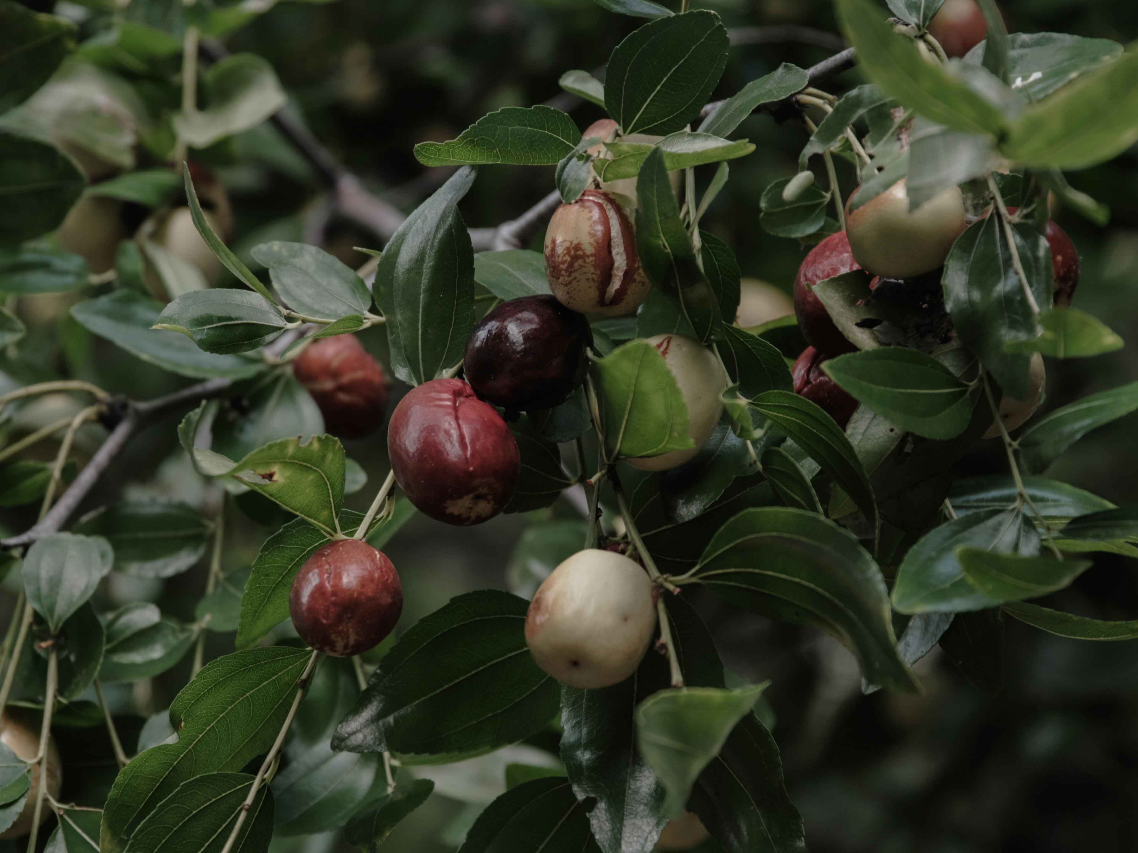 Rote und weiße Früchte zwischen grünen Blättern