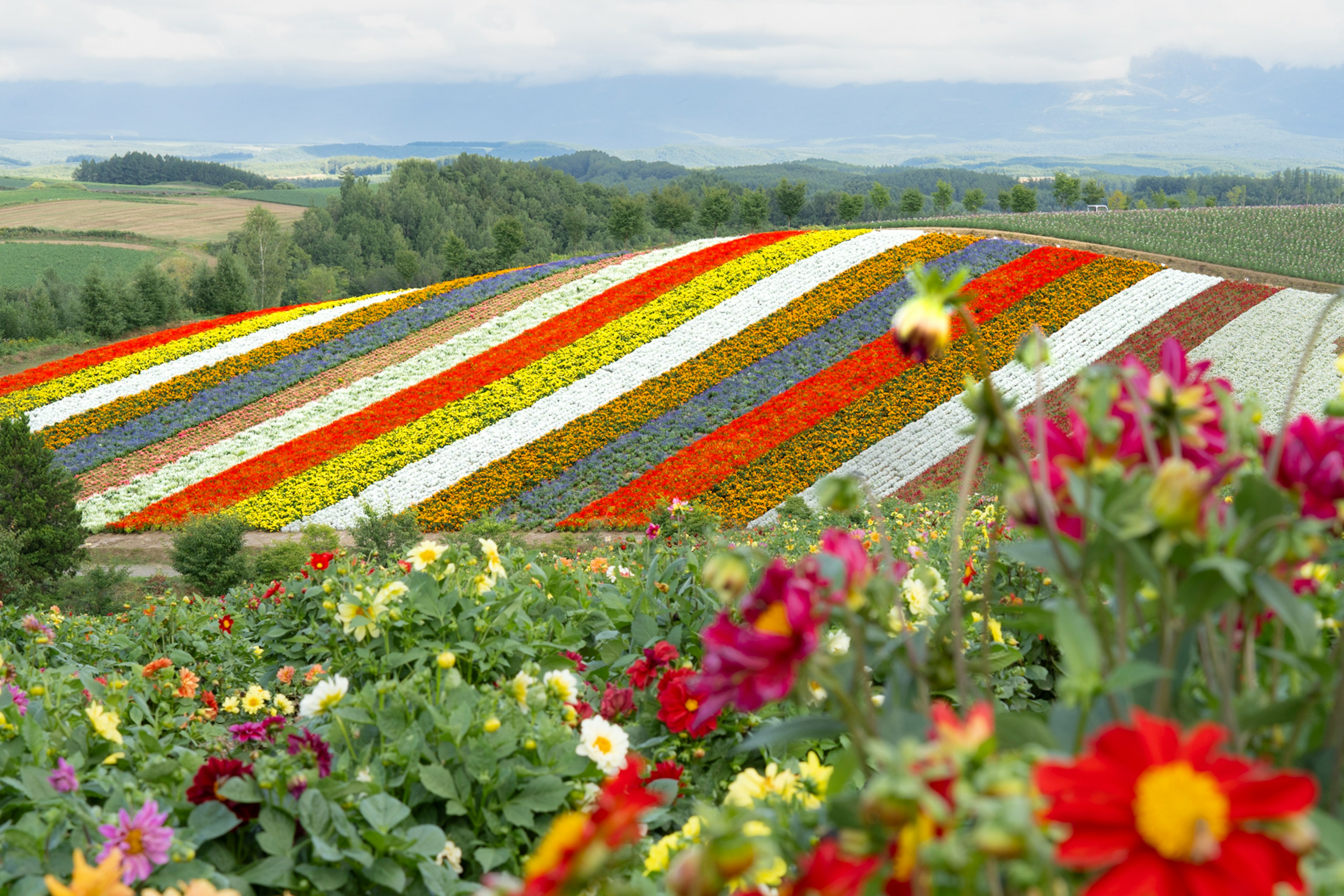 Champ de fleurs coloré avec des motifs rayés vibrants à travers le paysage