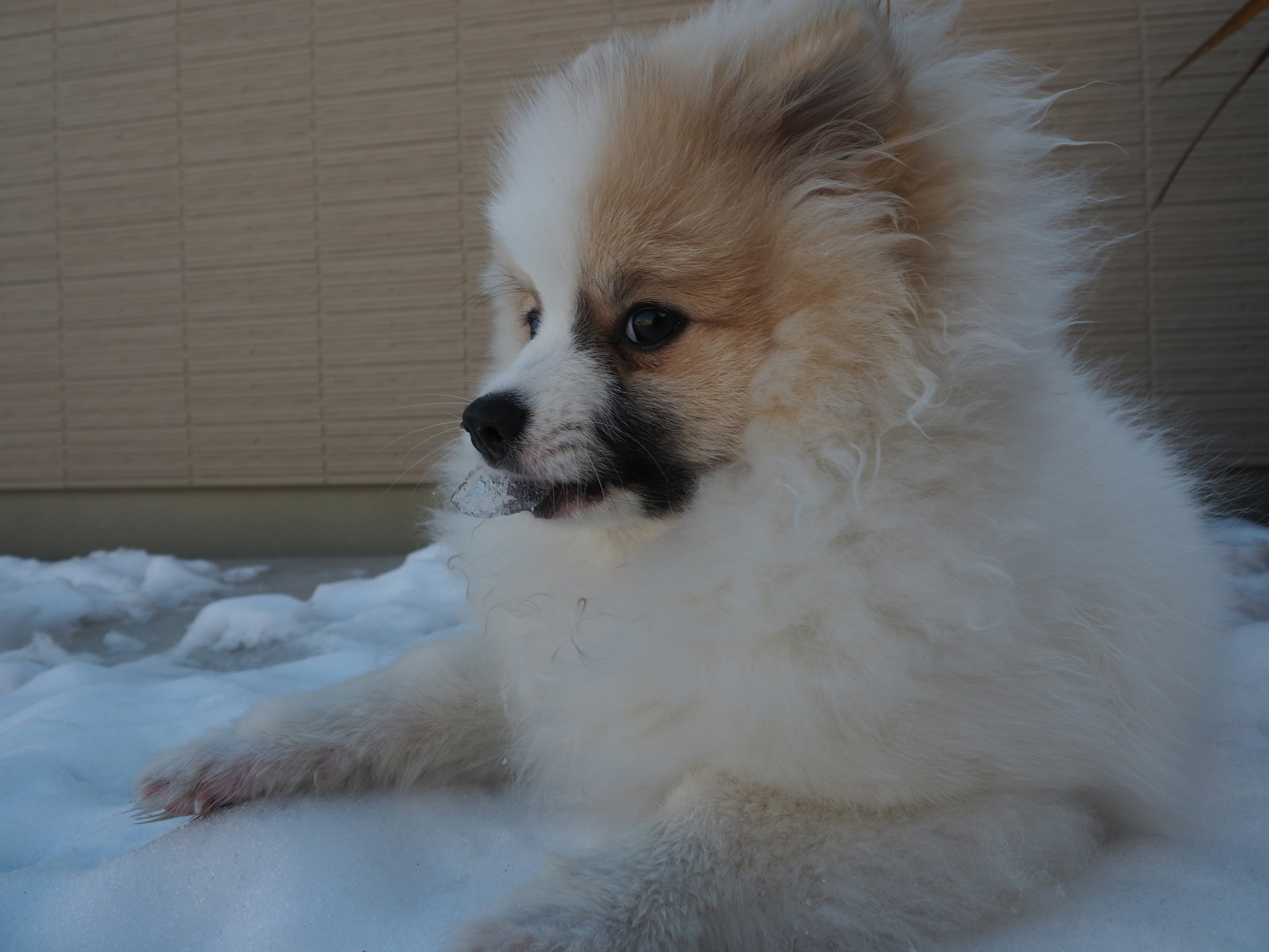 雪の上で横たわるポメラニアンの子犬