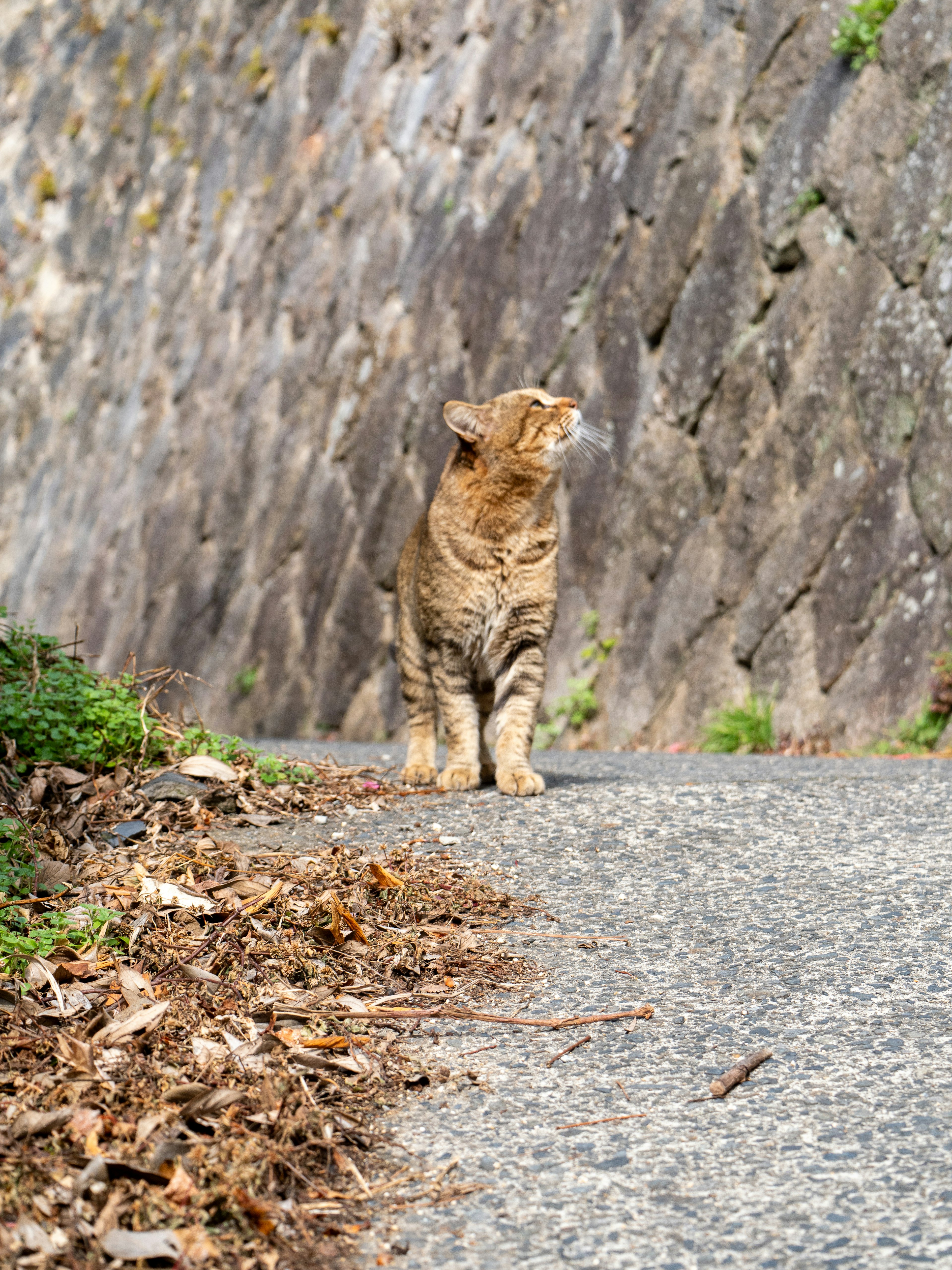 Gatto arancione in piedi sul bordo della strada che guarda in alto