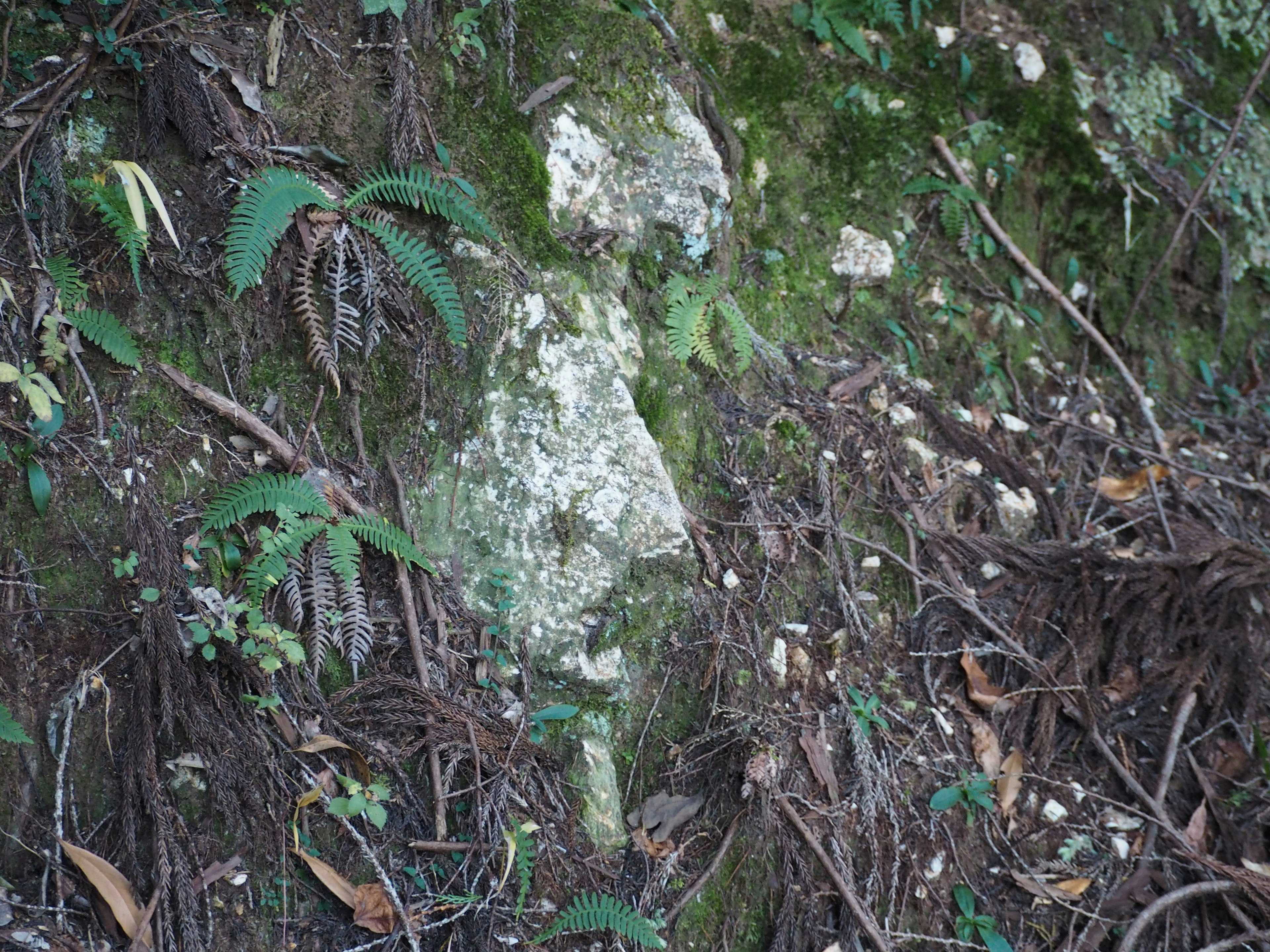 Muschi e piante che crescono sulla superficie della roccia