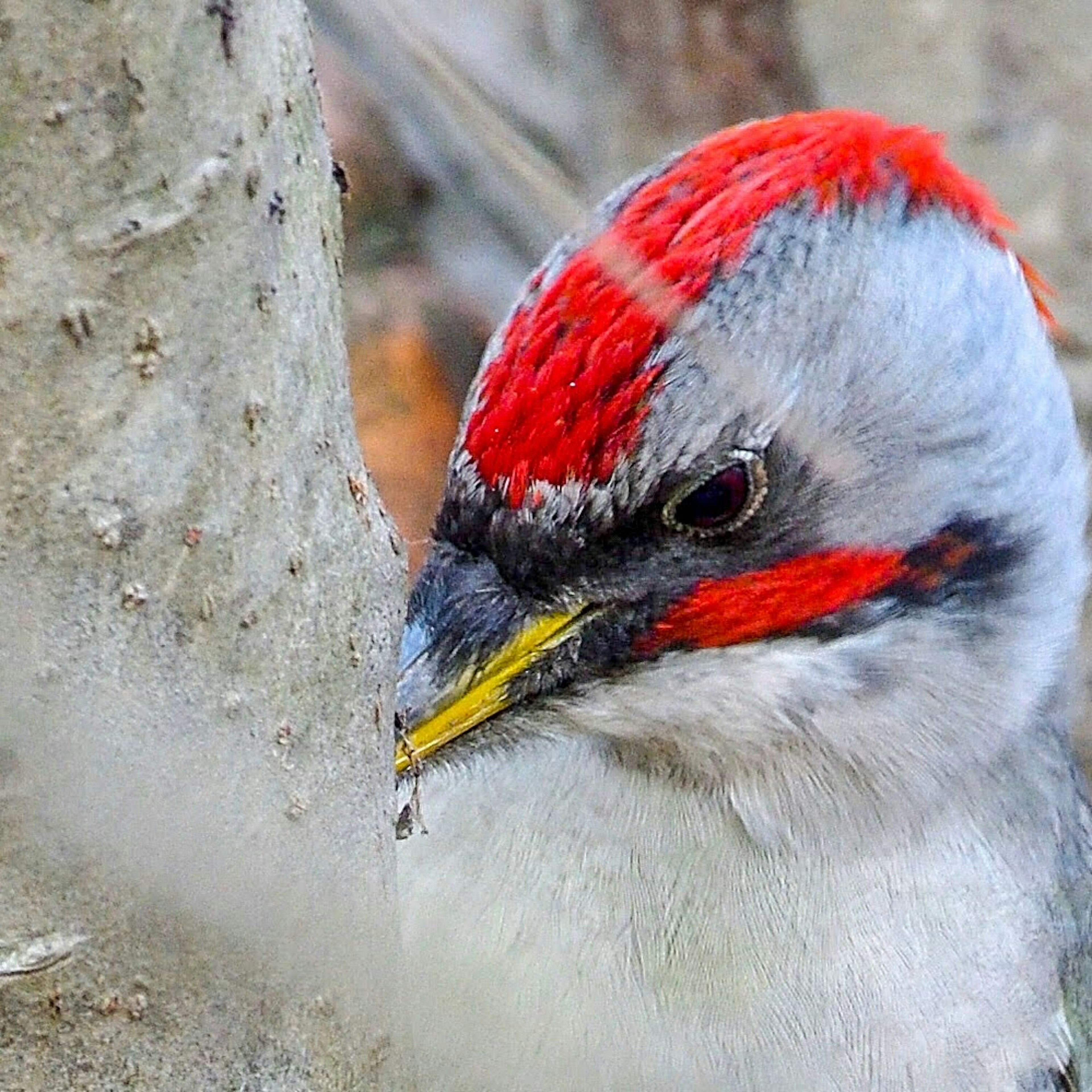 Close-up burung pelatuk kepala merah mematuk pohon