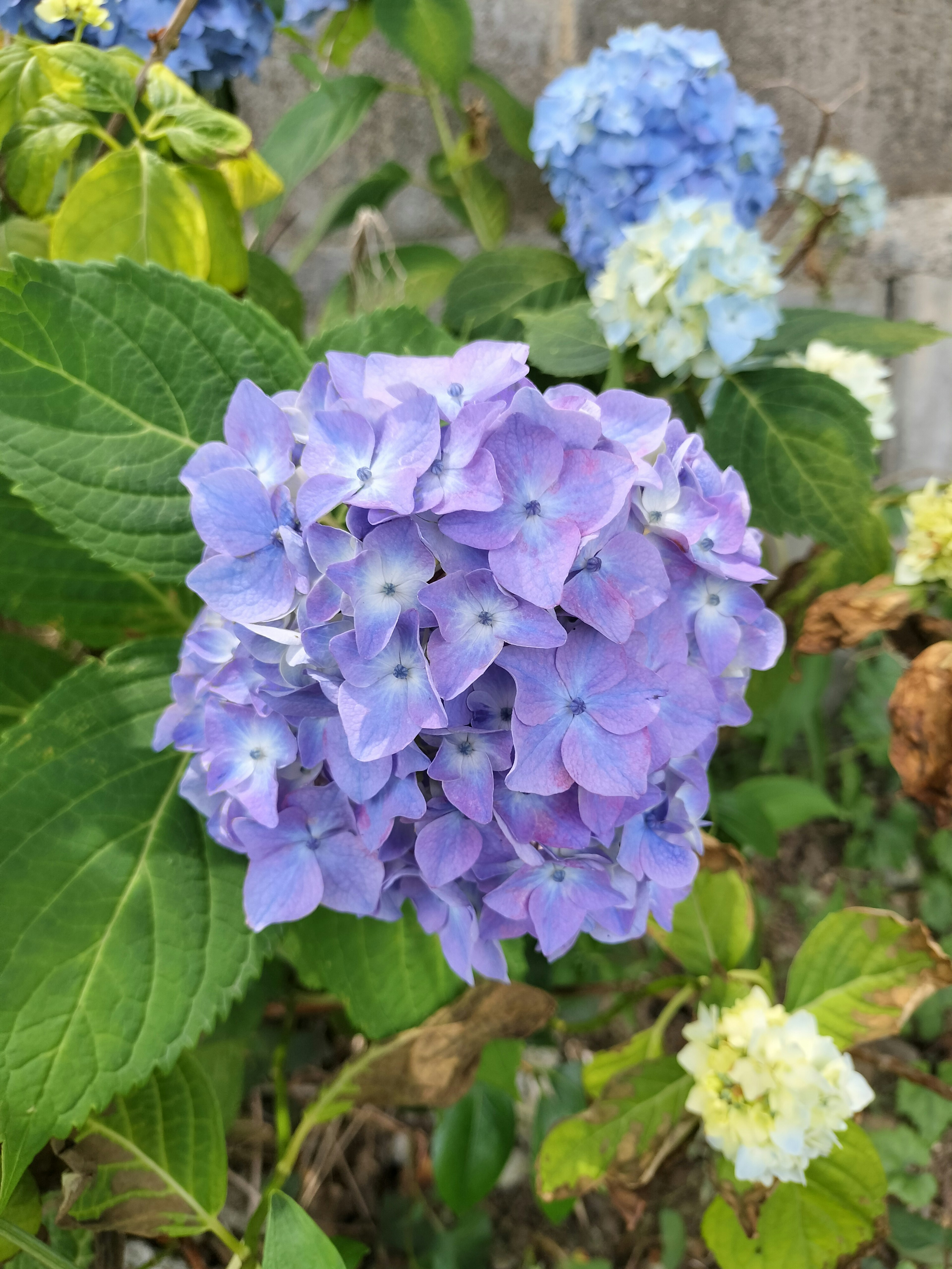 Fiore di ortensia blu-viola che sboccia tra le foglie verdi