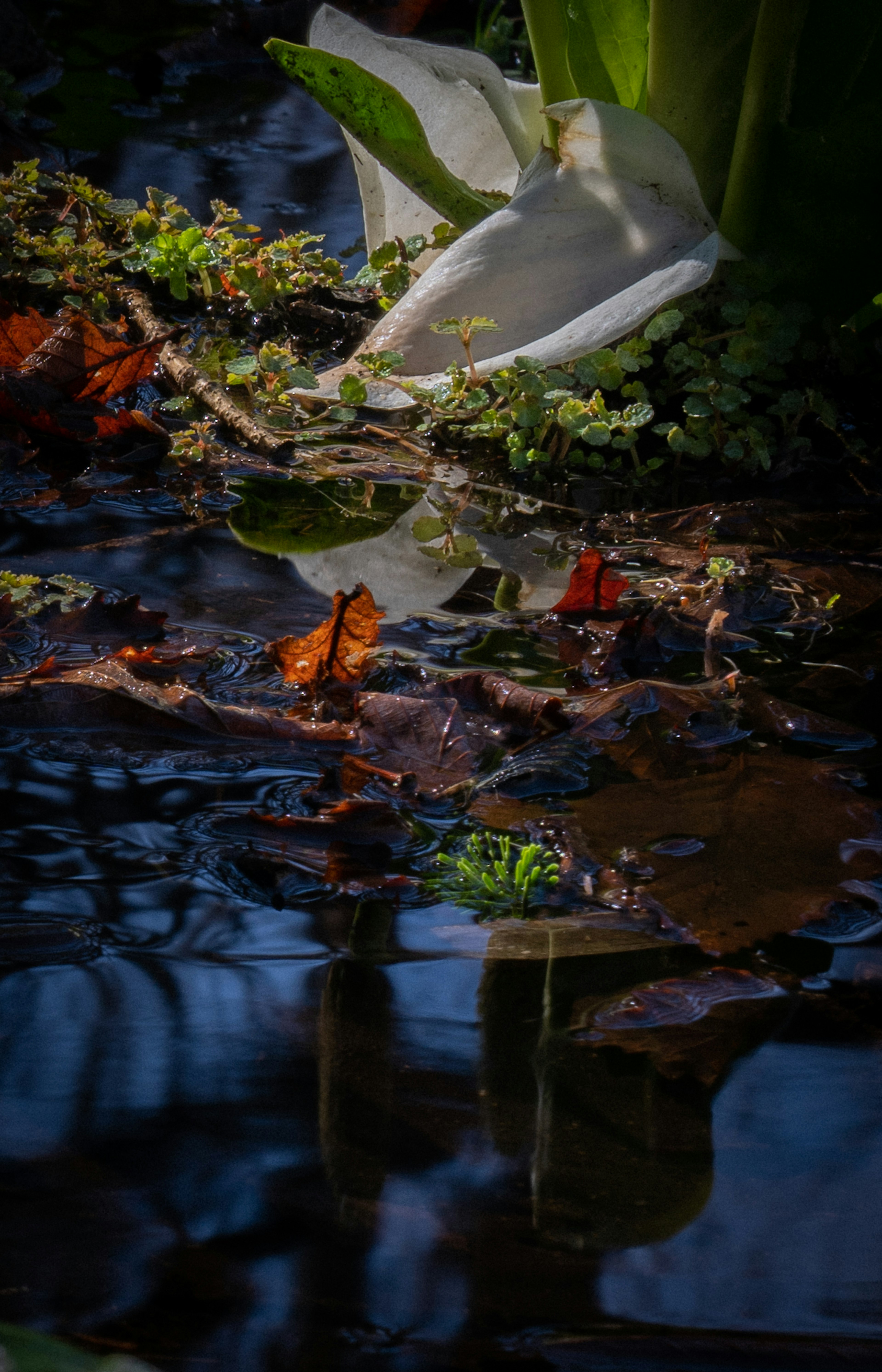 A white flower floating on water with colorful leaves