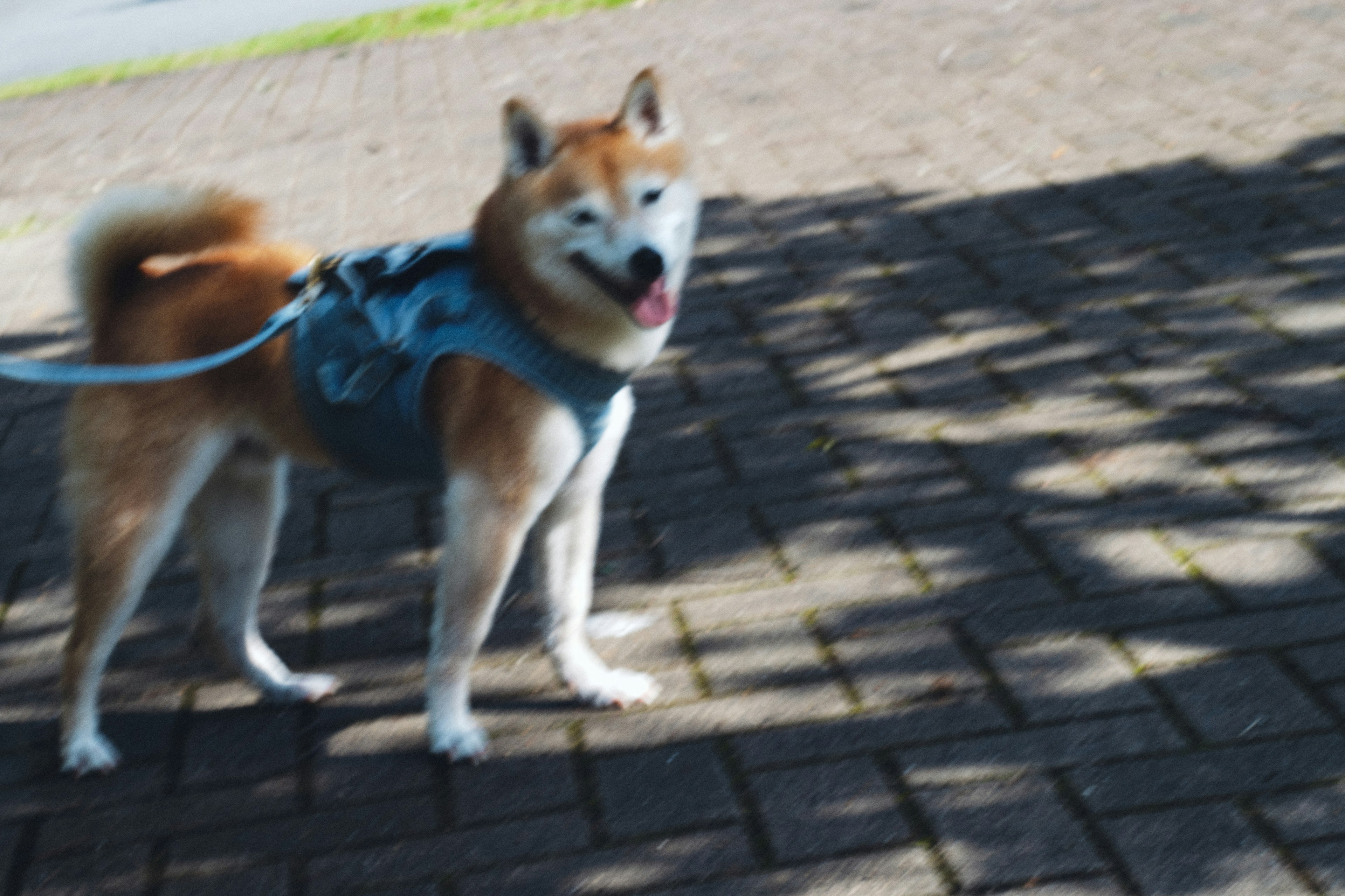 Un cane Shiba Inu con un'imbracatura in un parco