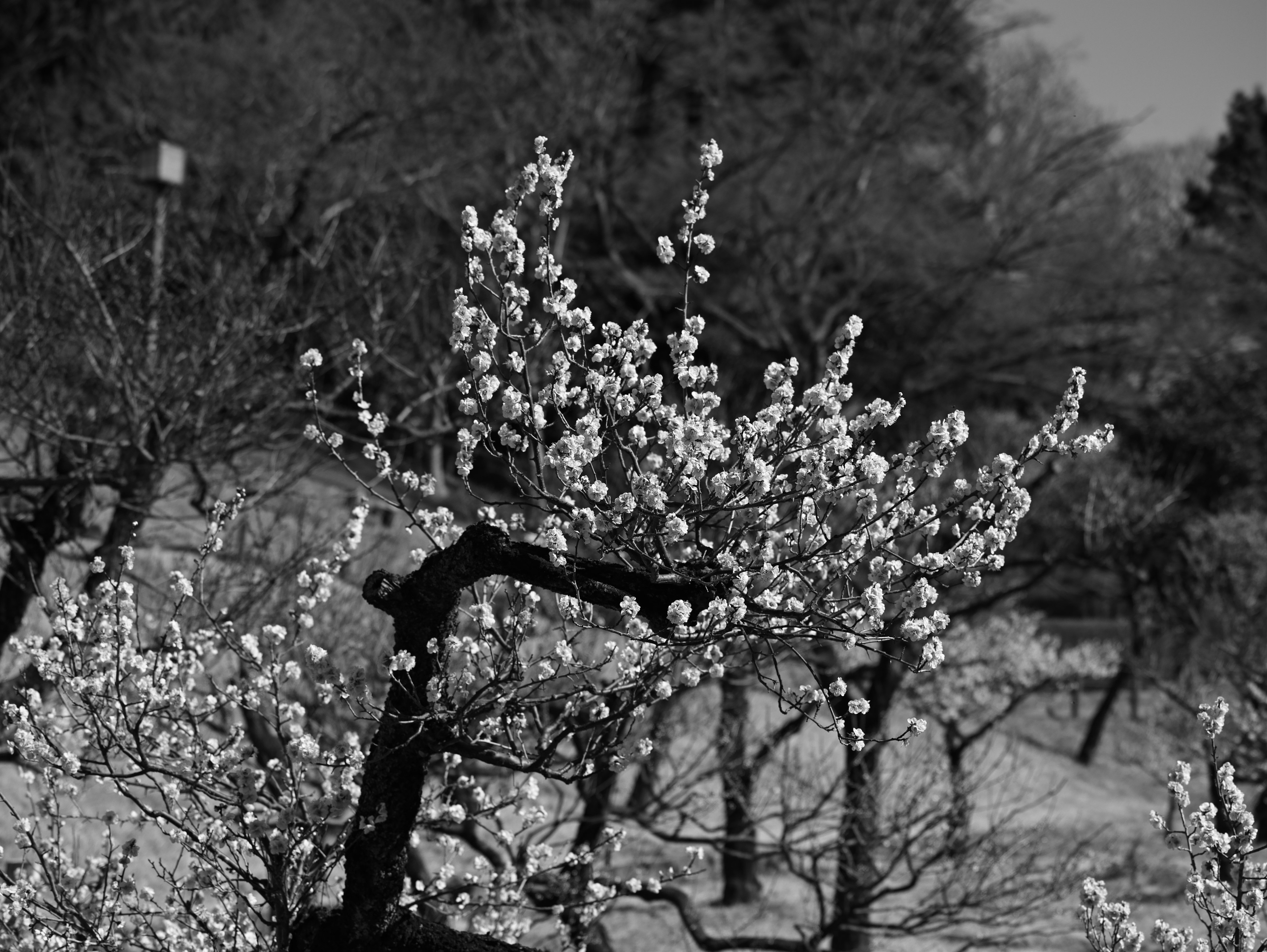 Black and white image of a flowering plum tree branch