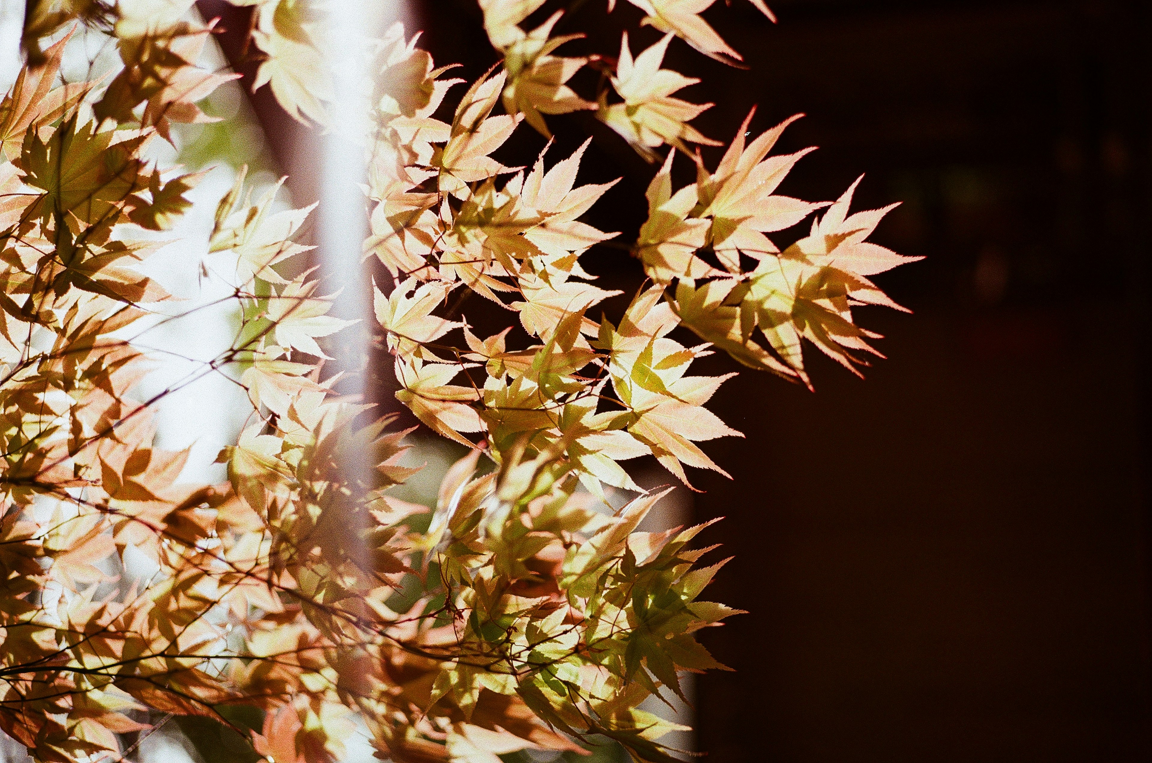 Feuilles d'automne illuminées par la lumière montrant la beauté naturelle