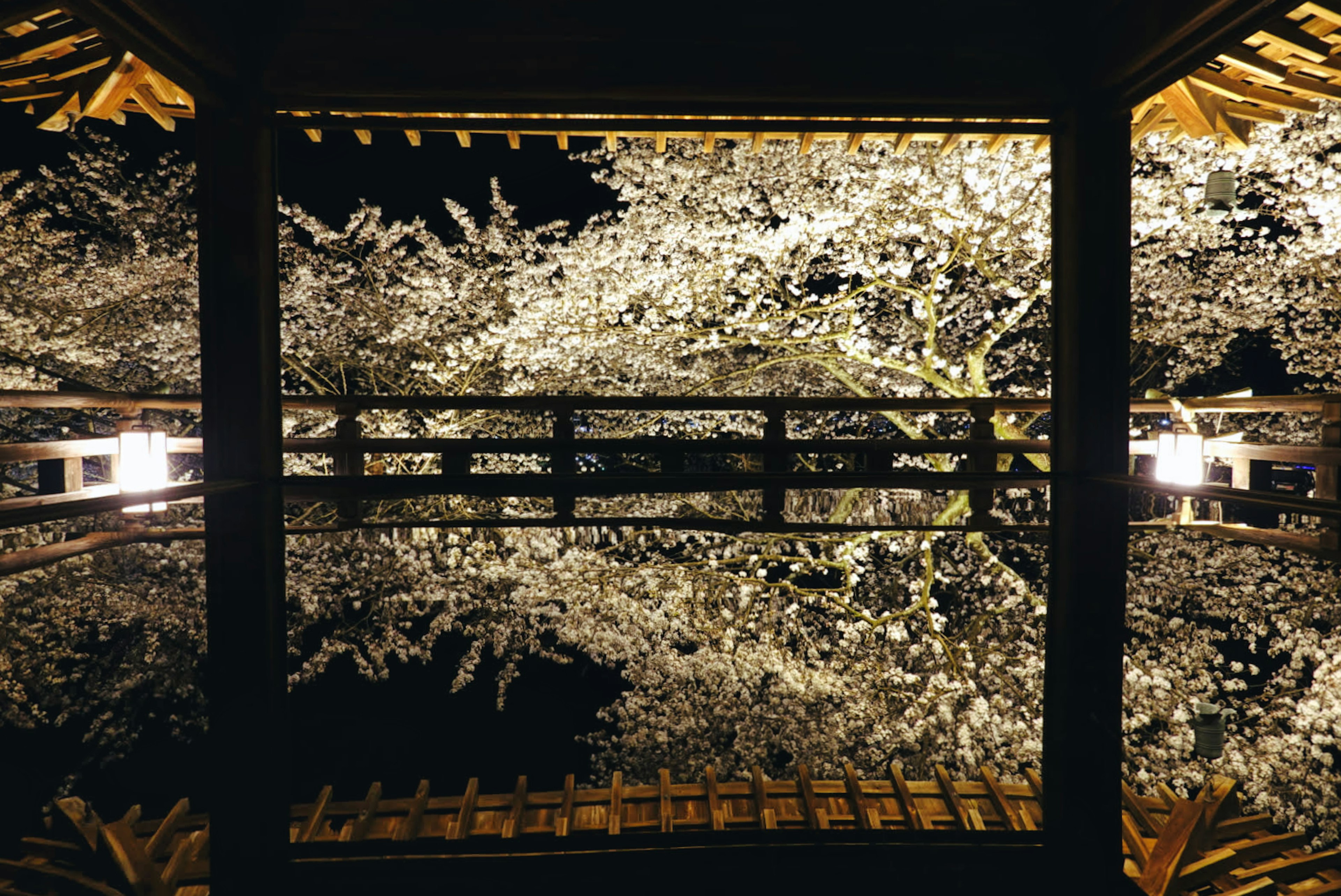 View of cherry blossoms at night seen from below with reflections and lights