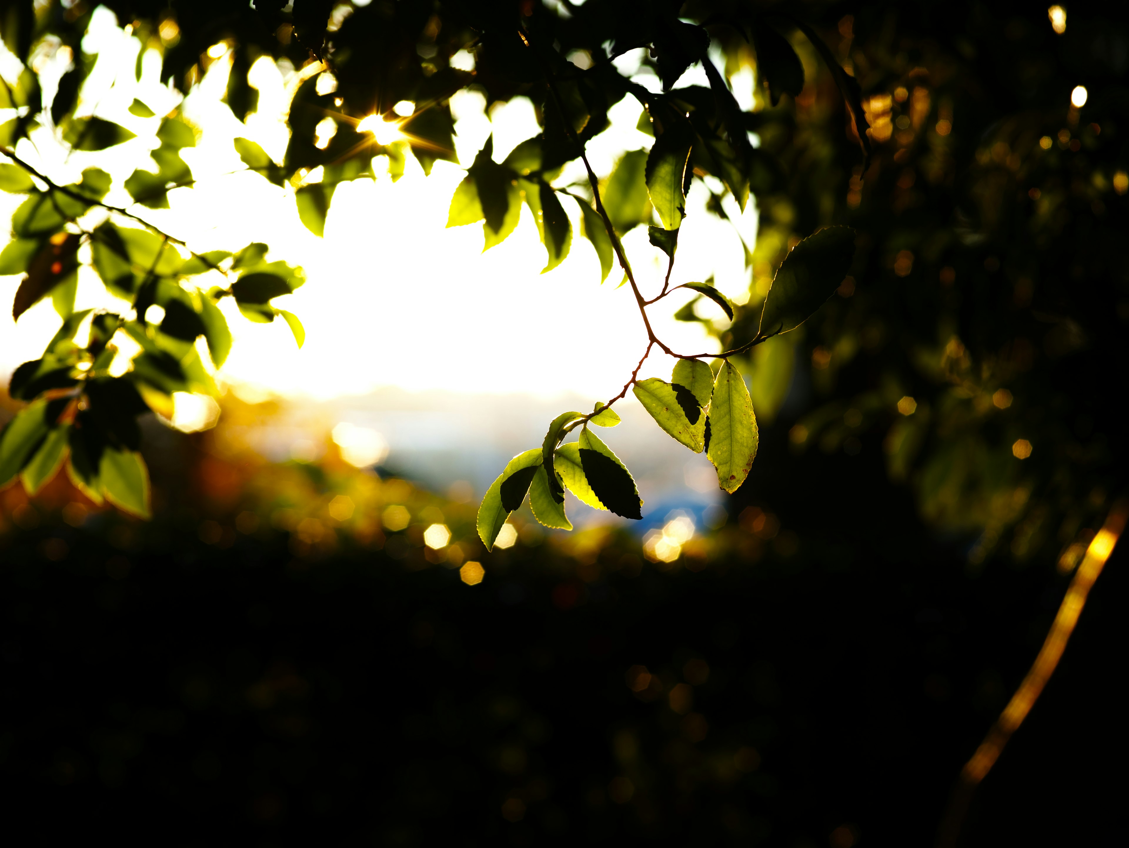 Close-up of green leaves softly illuminated with a blurred background